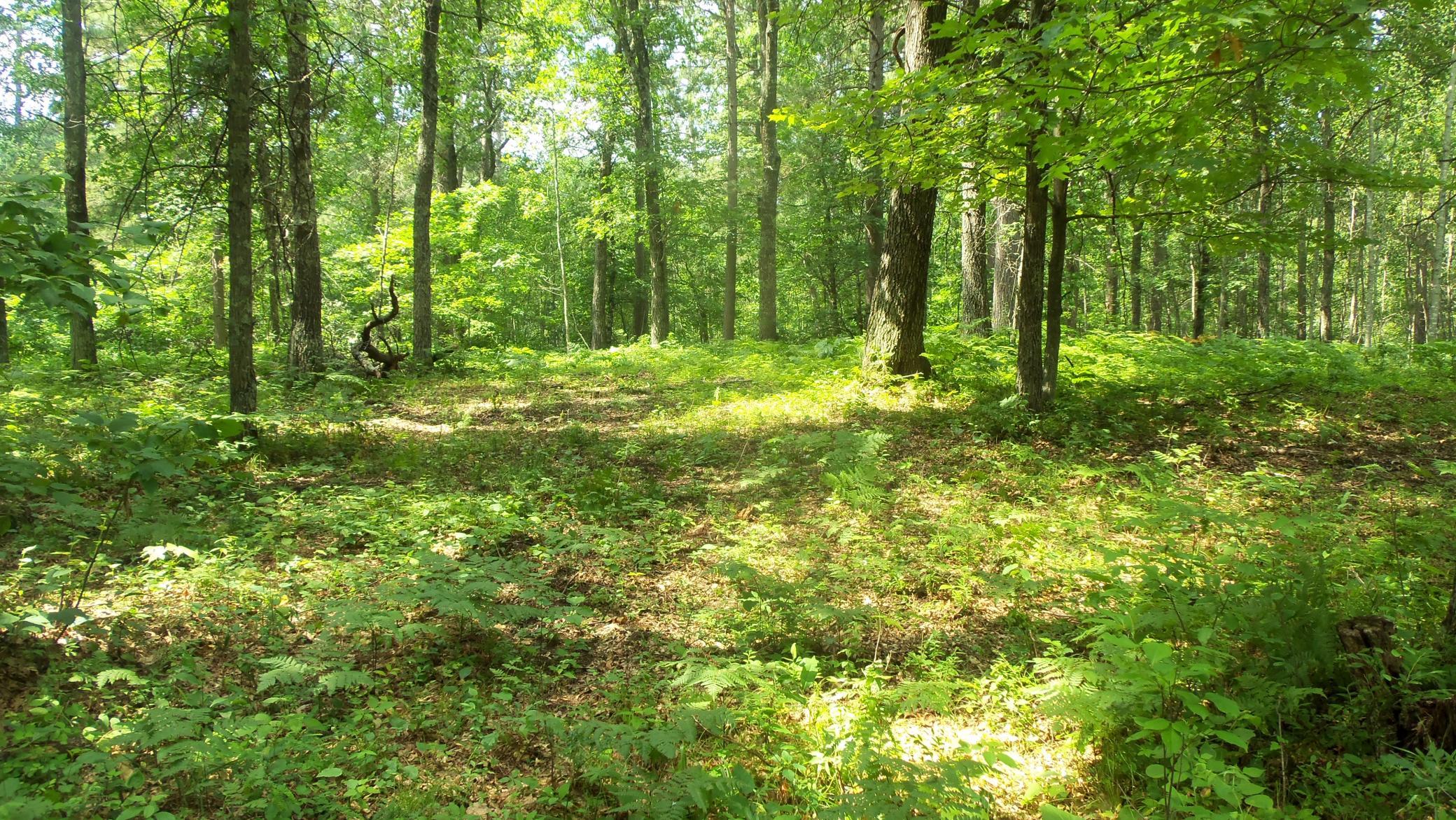 Lot 2 Birch Tree Trl Property Photo 10