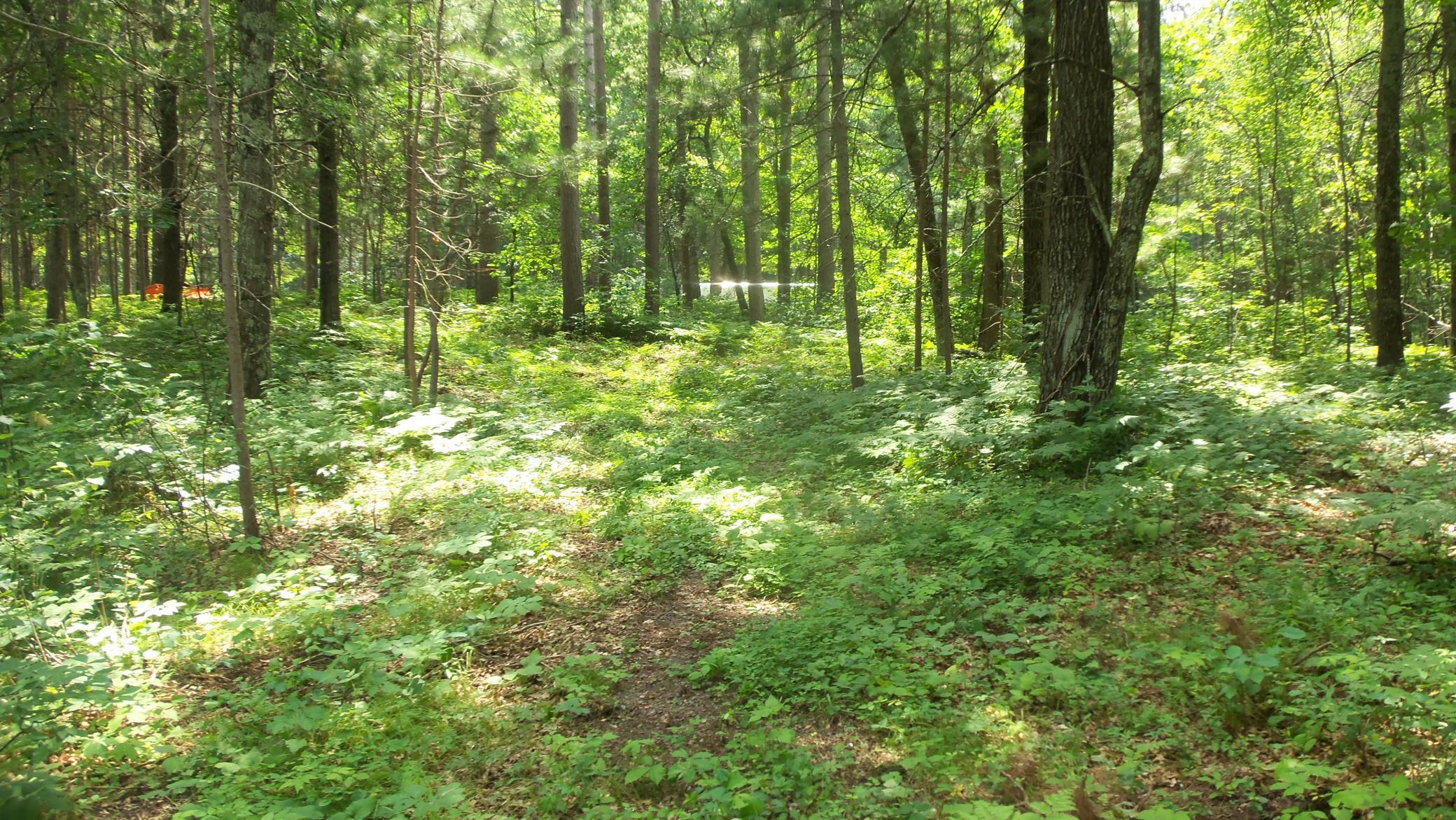 Lot 2 Birch Tree Trl Property Photo 11