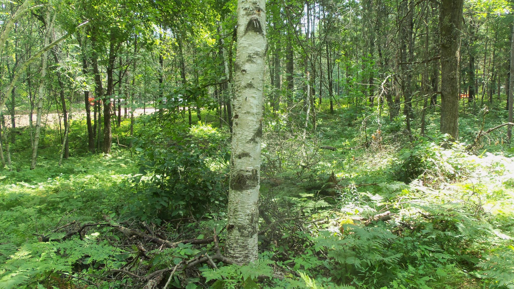 Lot 2 Birch Tree Trl Property Photo 12