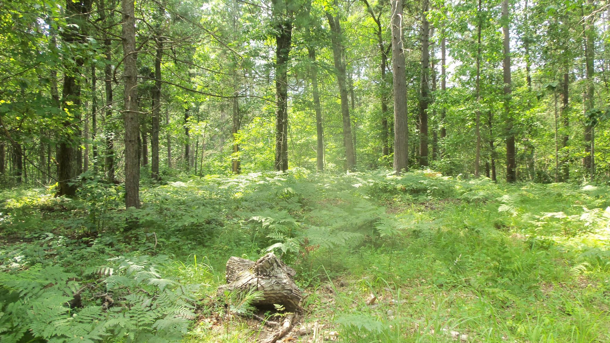 Lot 2 Birch Tree Trl Property Photo 13