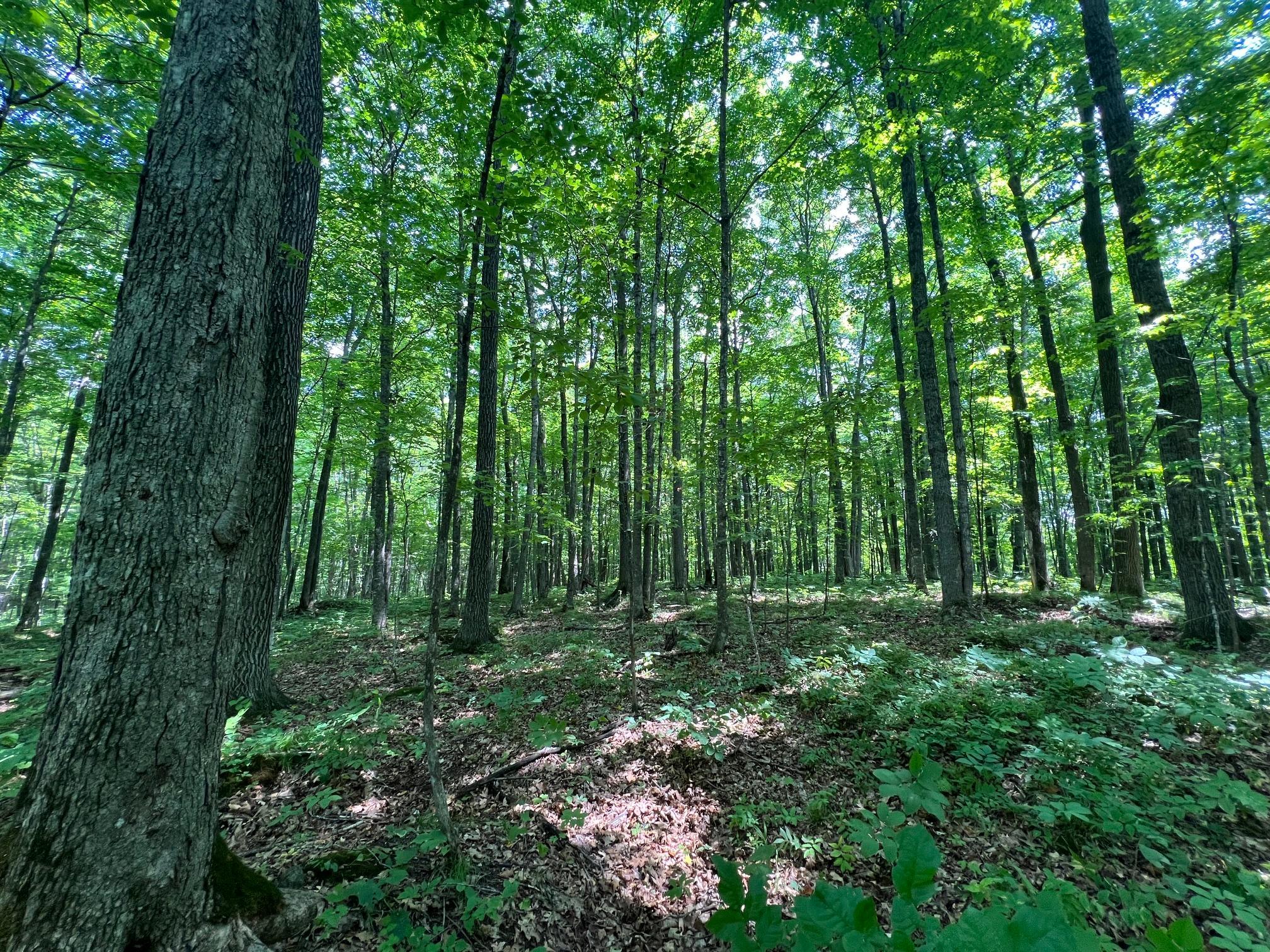 Lot 4 Smith Road Property Photo 5