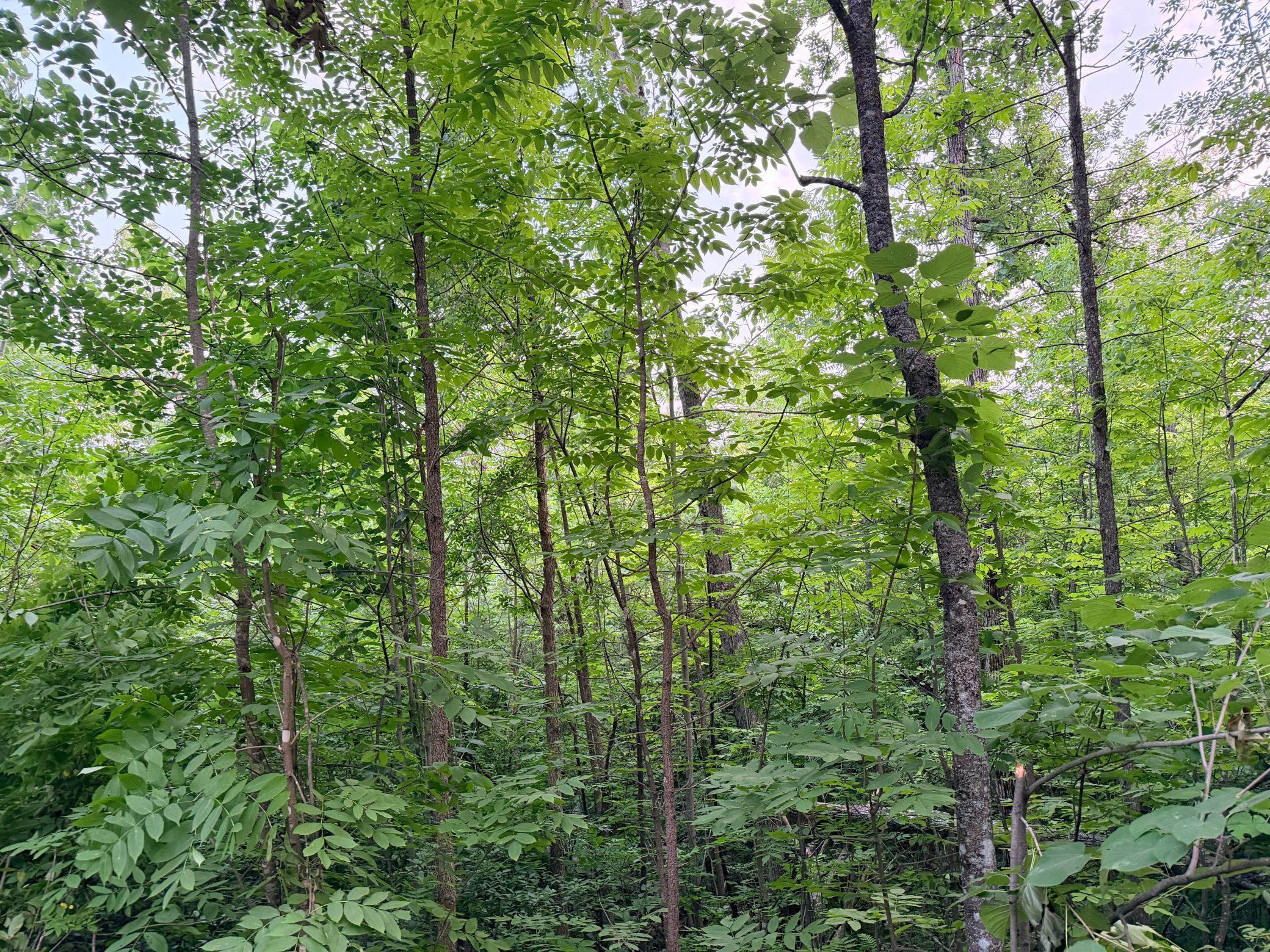 Tbd Old Ferry Road Property Photo 4