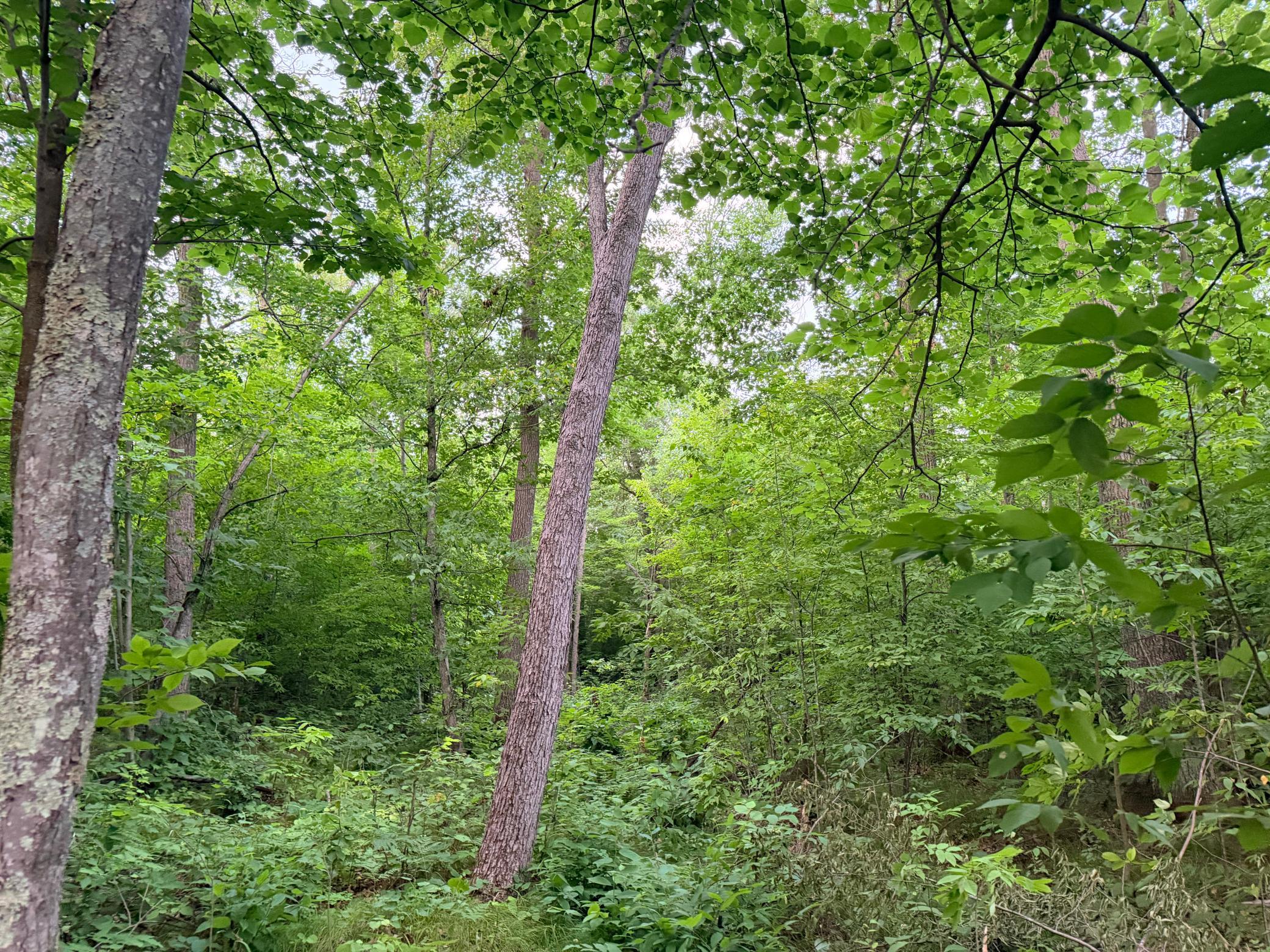 Tbd Old Ferry Road Property Photo 5