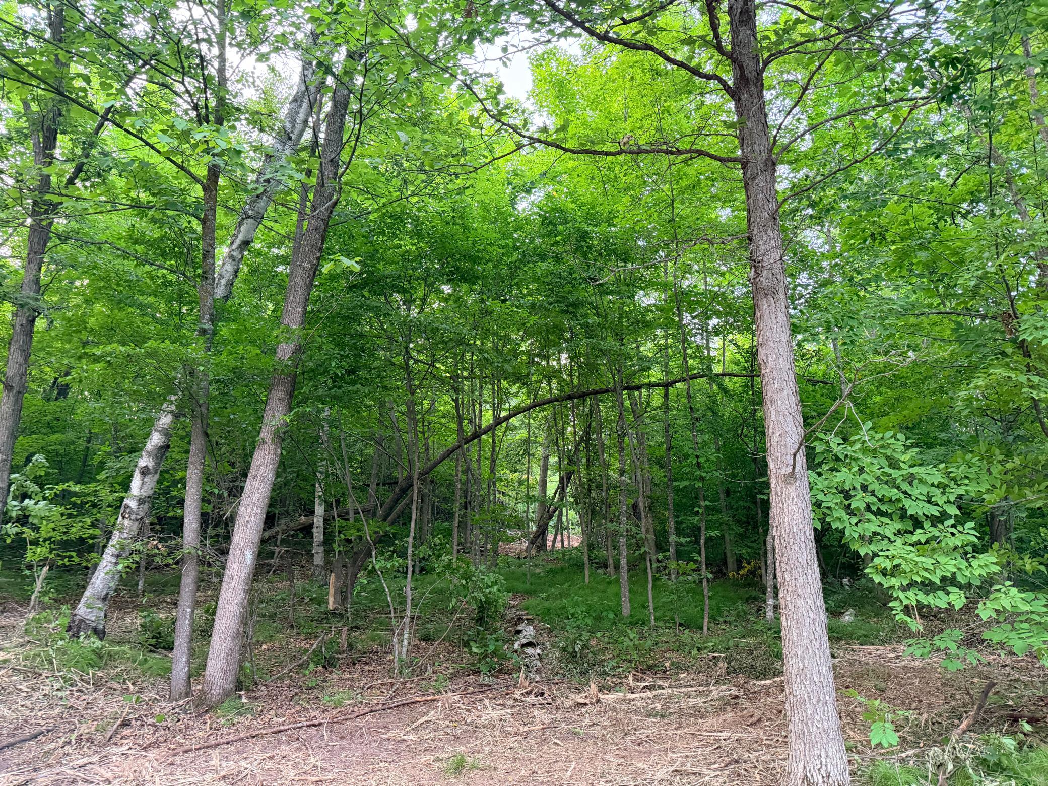 Tbd Old Ferry Road Property Photo 6