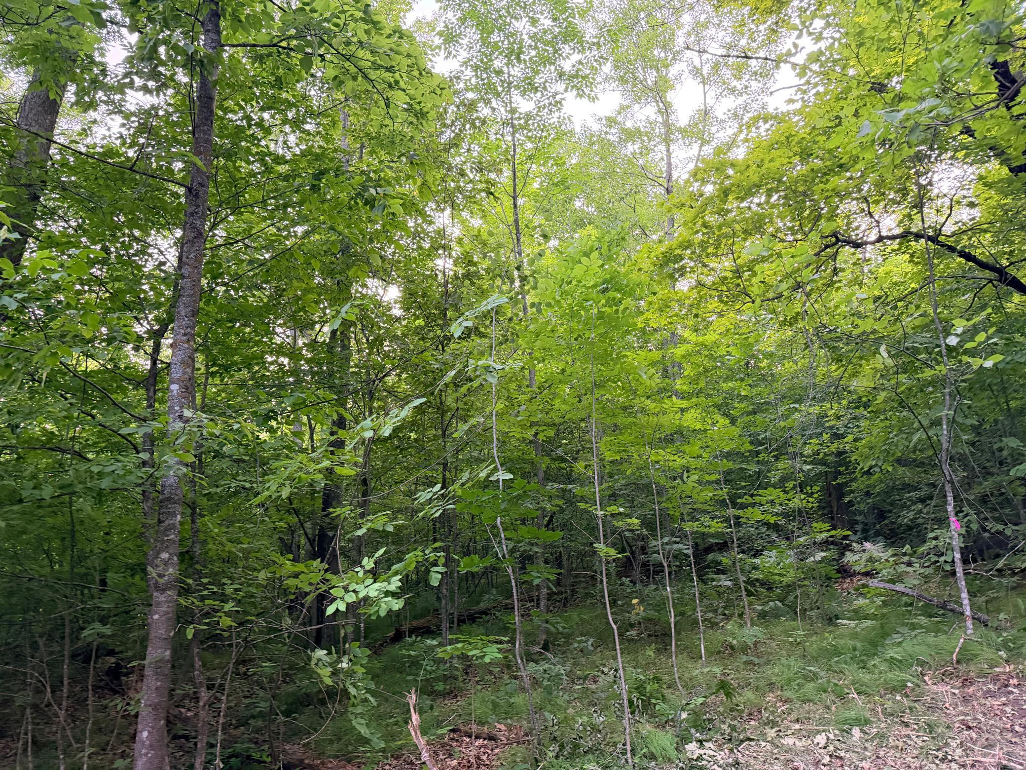 Tbd Old Ferry Road Property Photo 9
