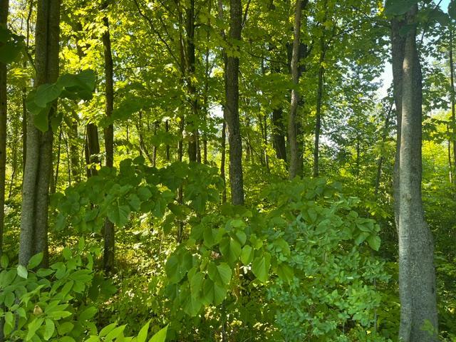 Lot 1 County Road Bb Property Photo 4