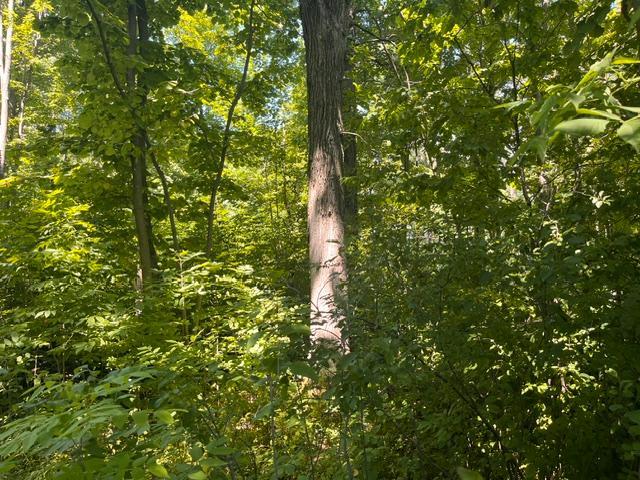 Lot 1 County Road Bb Property Photo 5