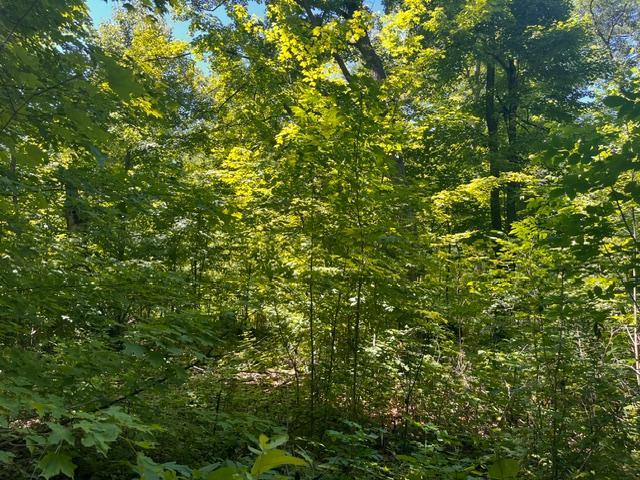 Lot 2 County Rd Bb Property Photo 5