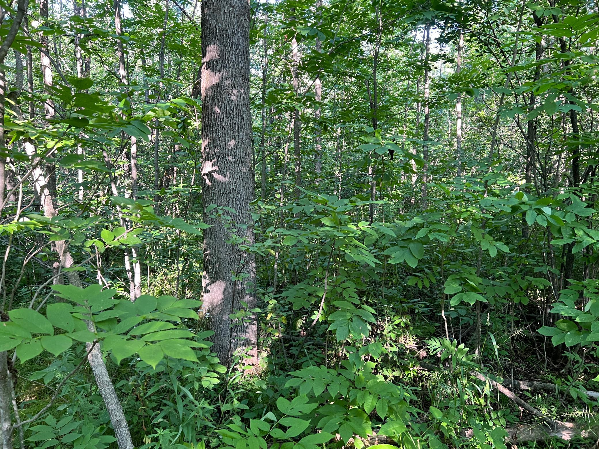 000 Beroun Crossing Rd Property Photo 4