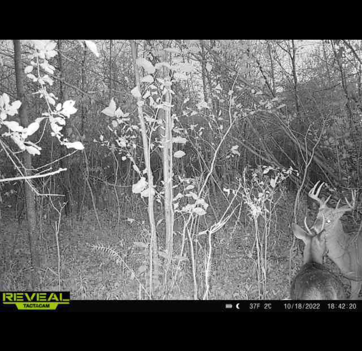 000 Beroun Crossing Rd Property Photo 24