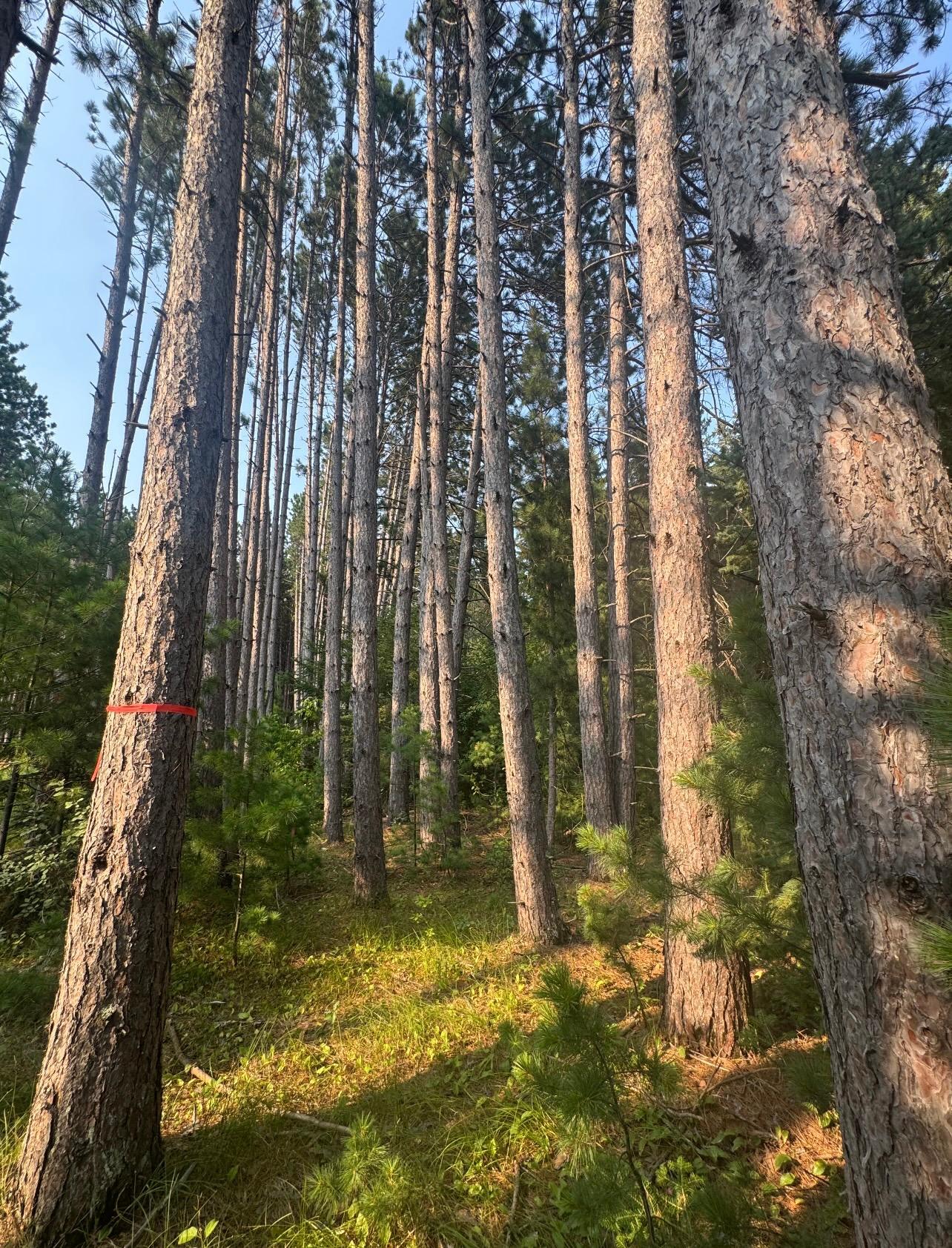 Tbd Ridgwood Property Photo 4