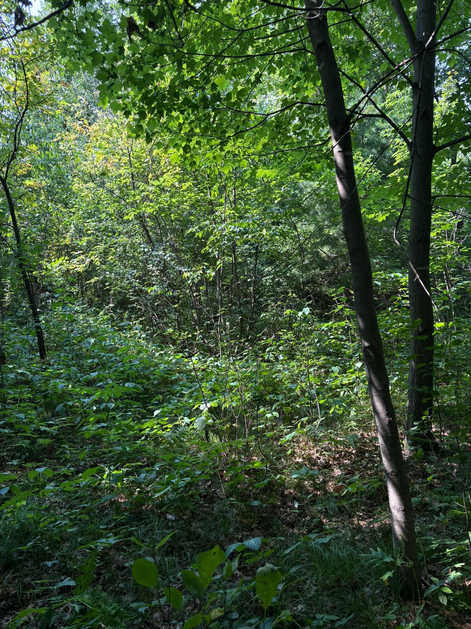 Tbd 366th Street Property Photo 5