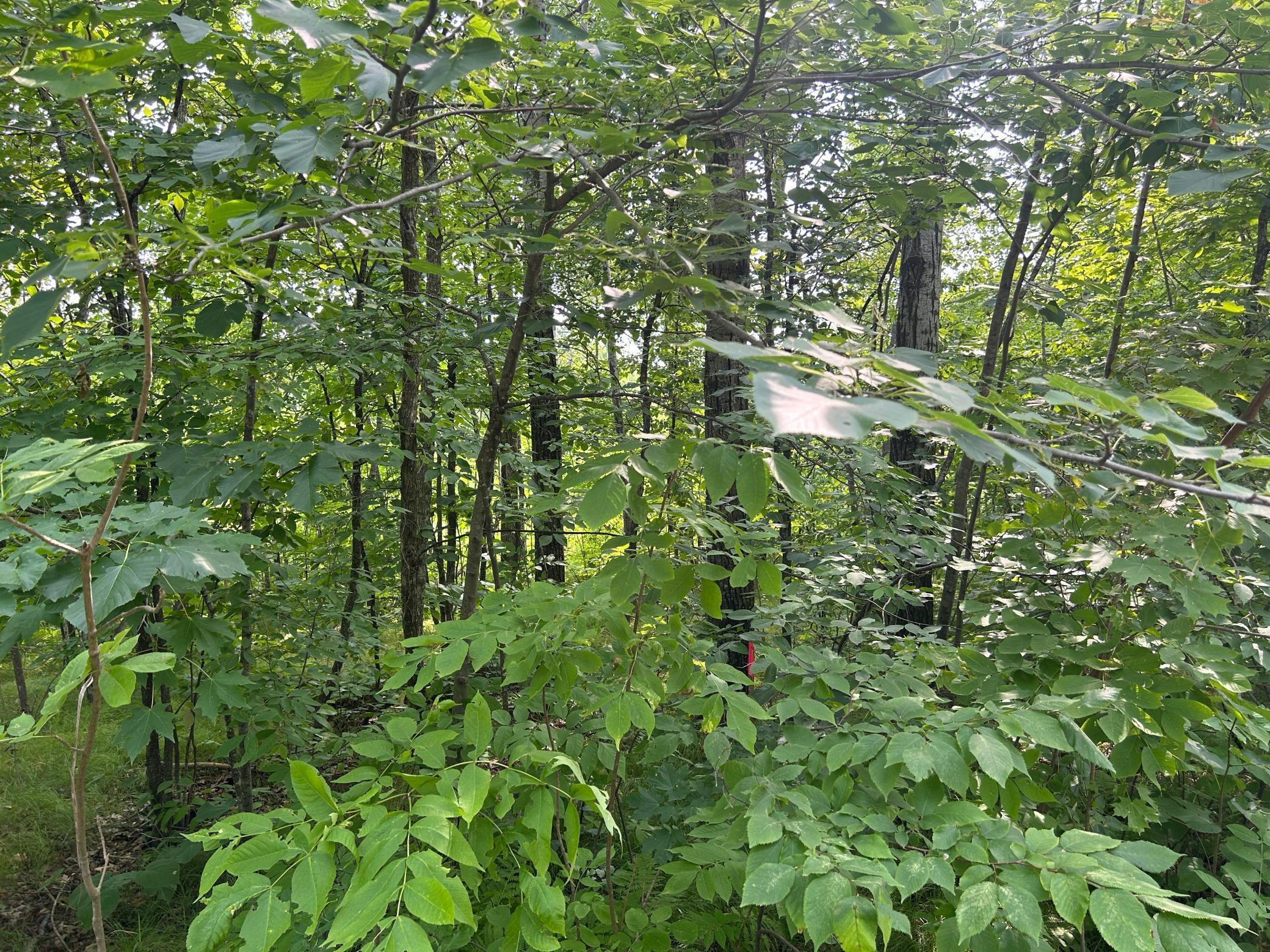 Tbd Central Street Property Photo 3