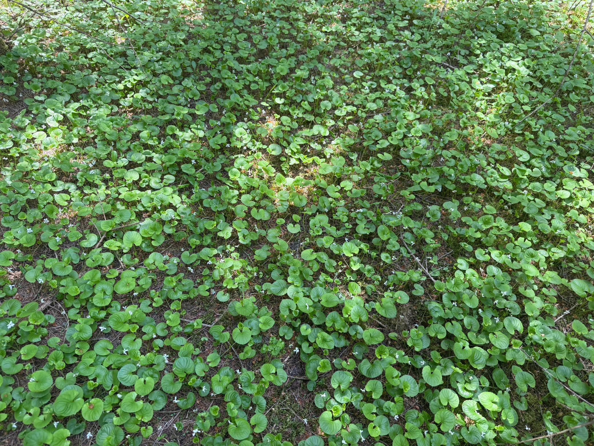Tbd- Parcel D Sleepy Hollow Road Property Photo 4