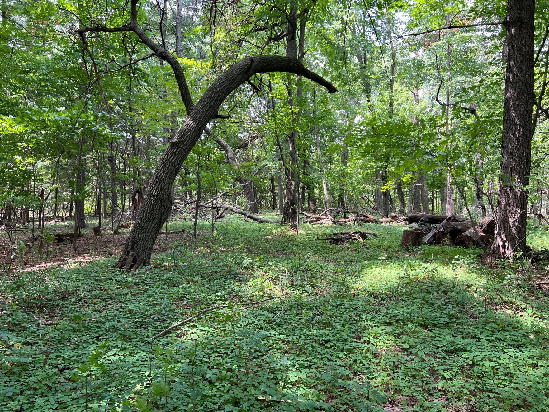 Tbd Elmcrest Avenue Property Photo 11