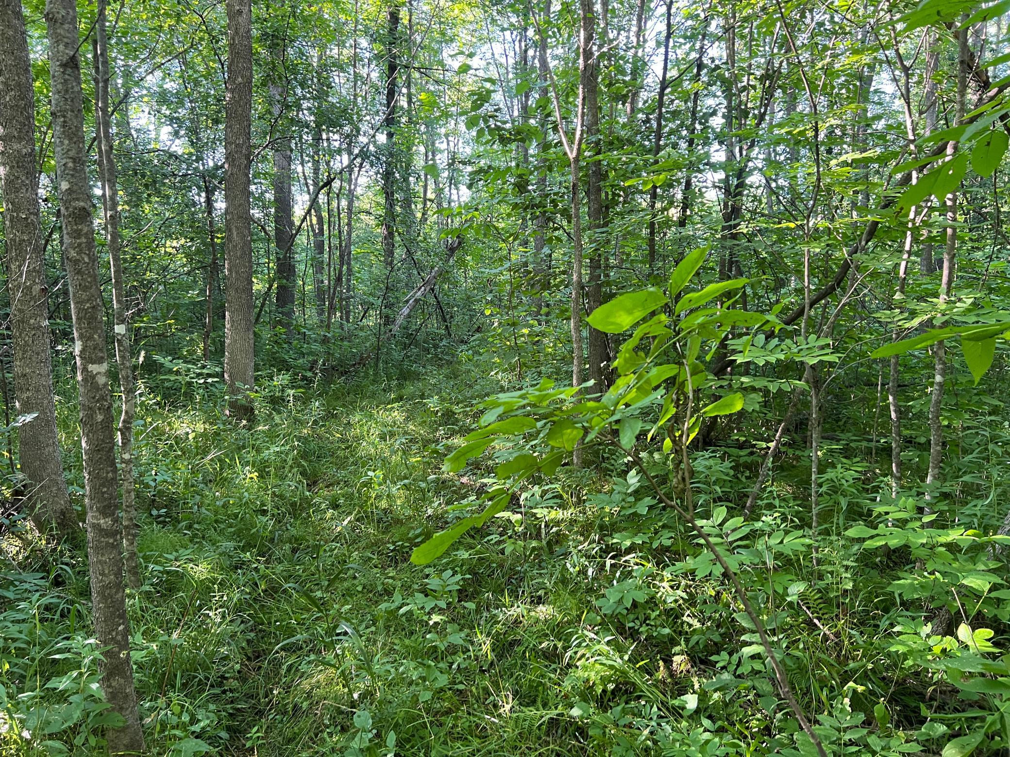 0000 State Hwy 48 Property Photo 18