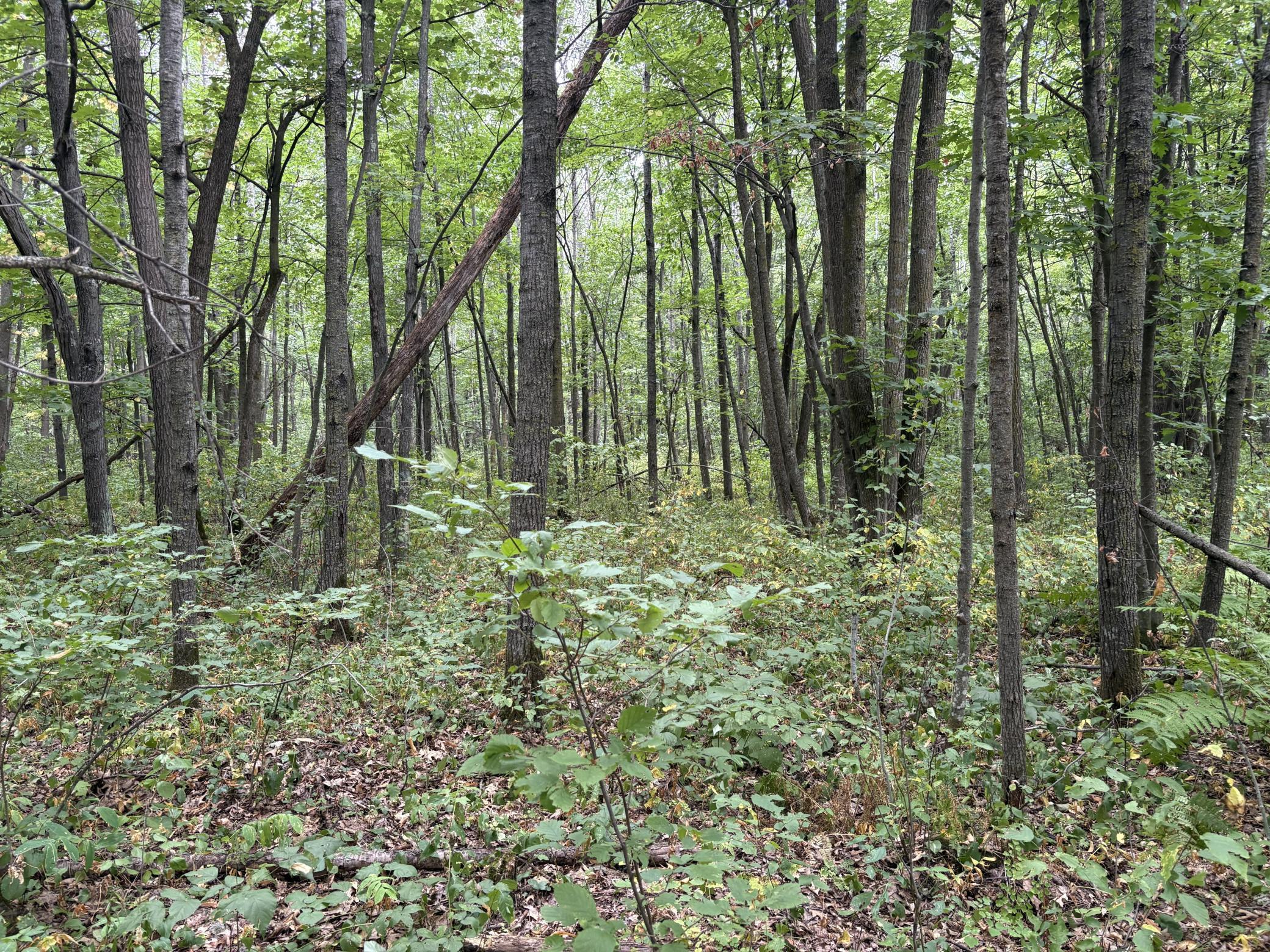 Xxx Meadowview Road Property Photo 2