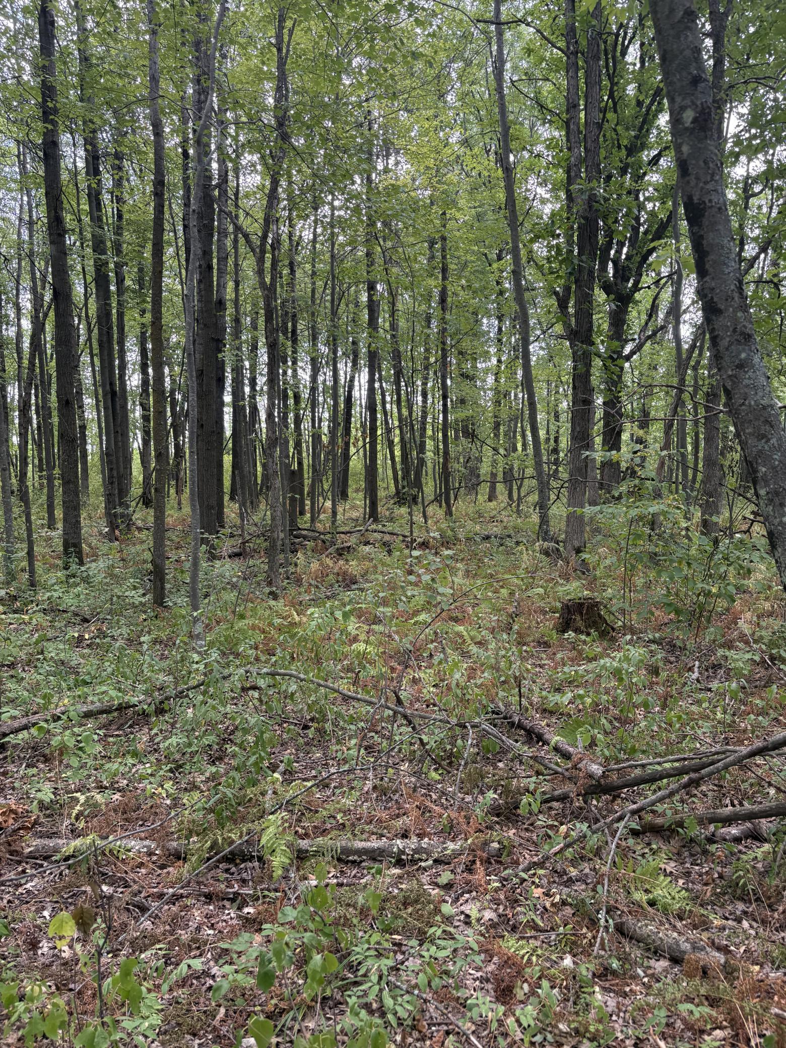 Xxx Meadowview Road Property Photo 4