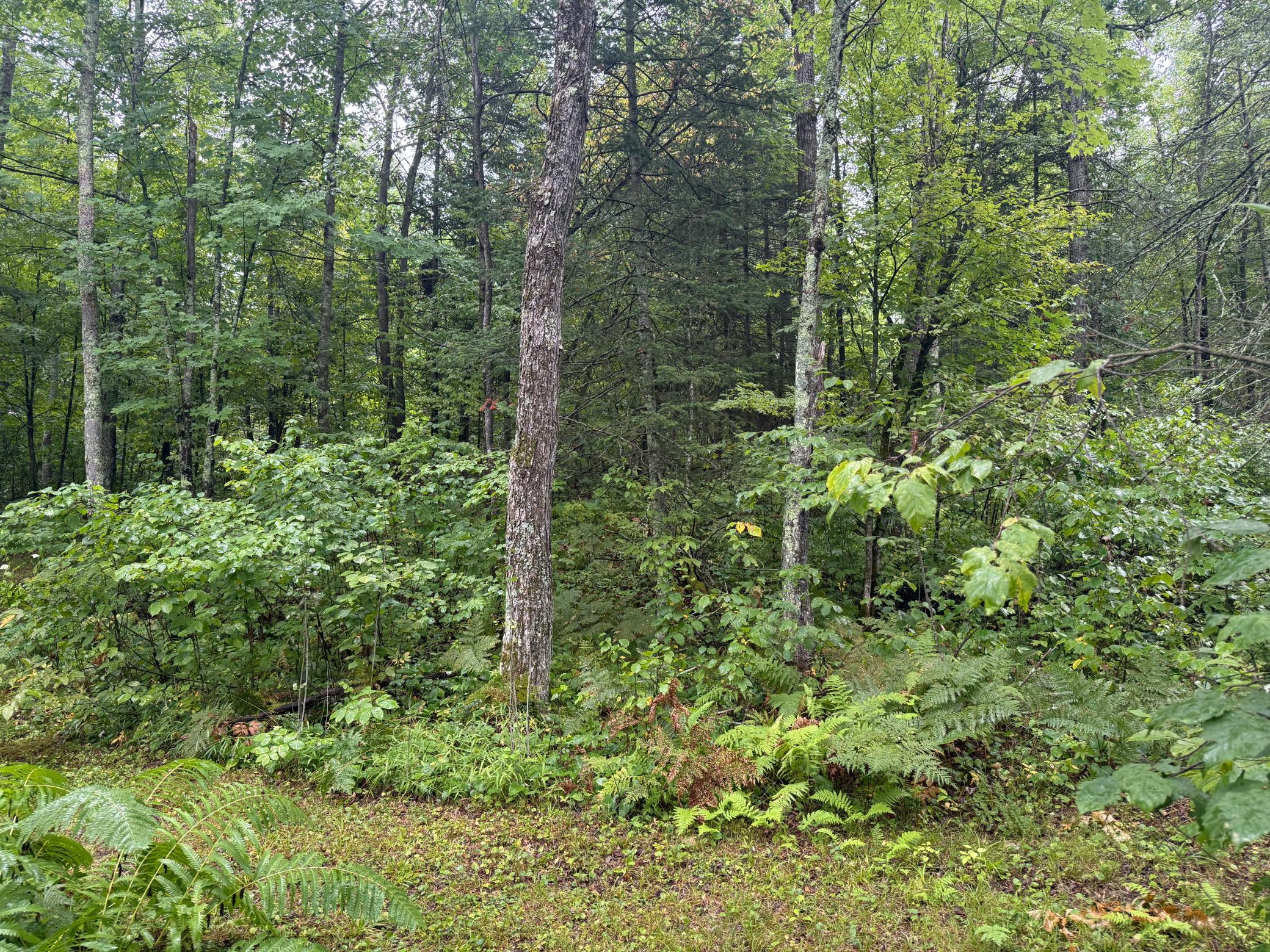 17001 White Spruce Road Property Photo 27