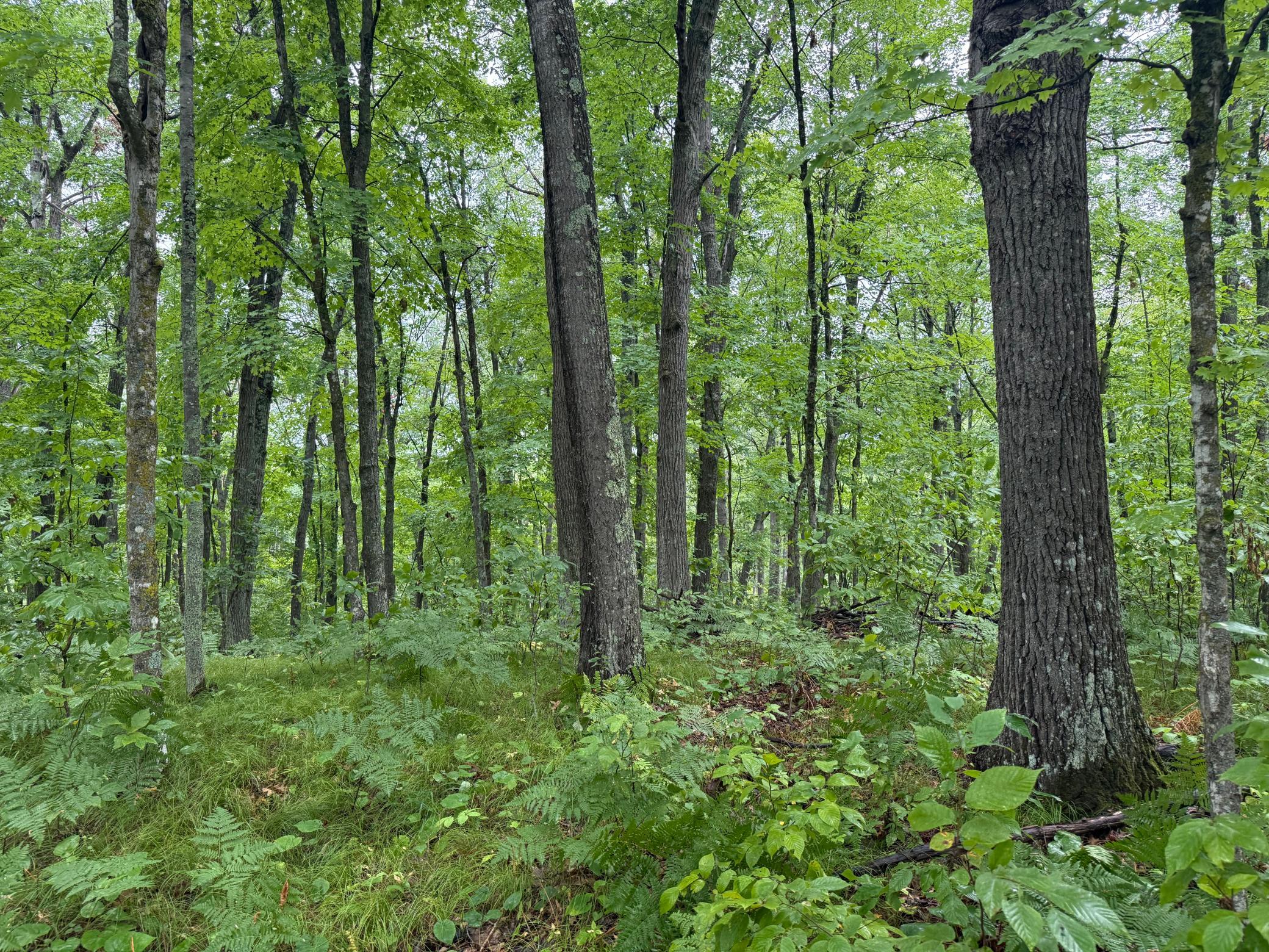 17001 White Spruce Road Property Photo 54