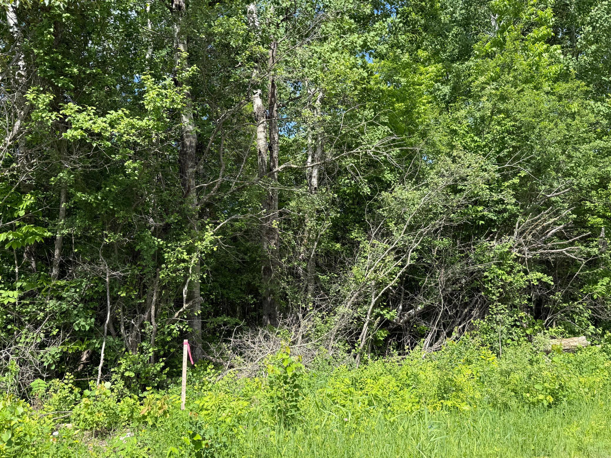 Lot 2 Parameter Road Property Photo 7