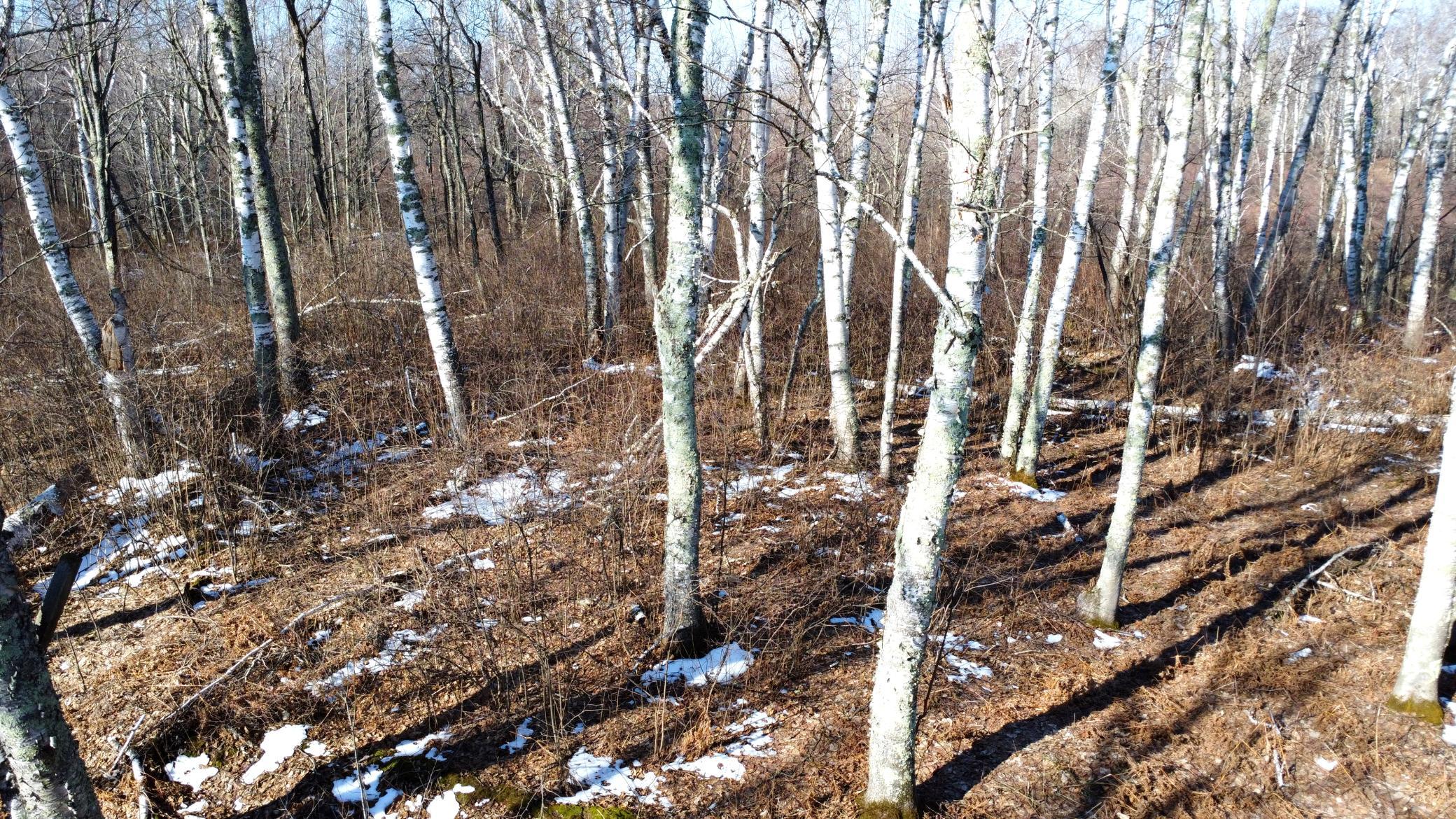 Tbd Happy Tree Lane Property Photo 34