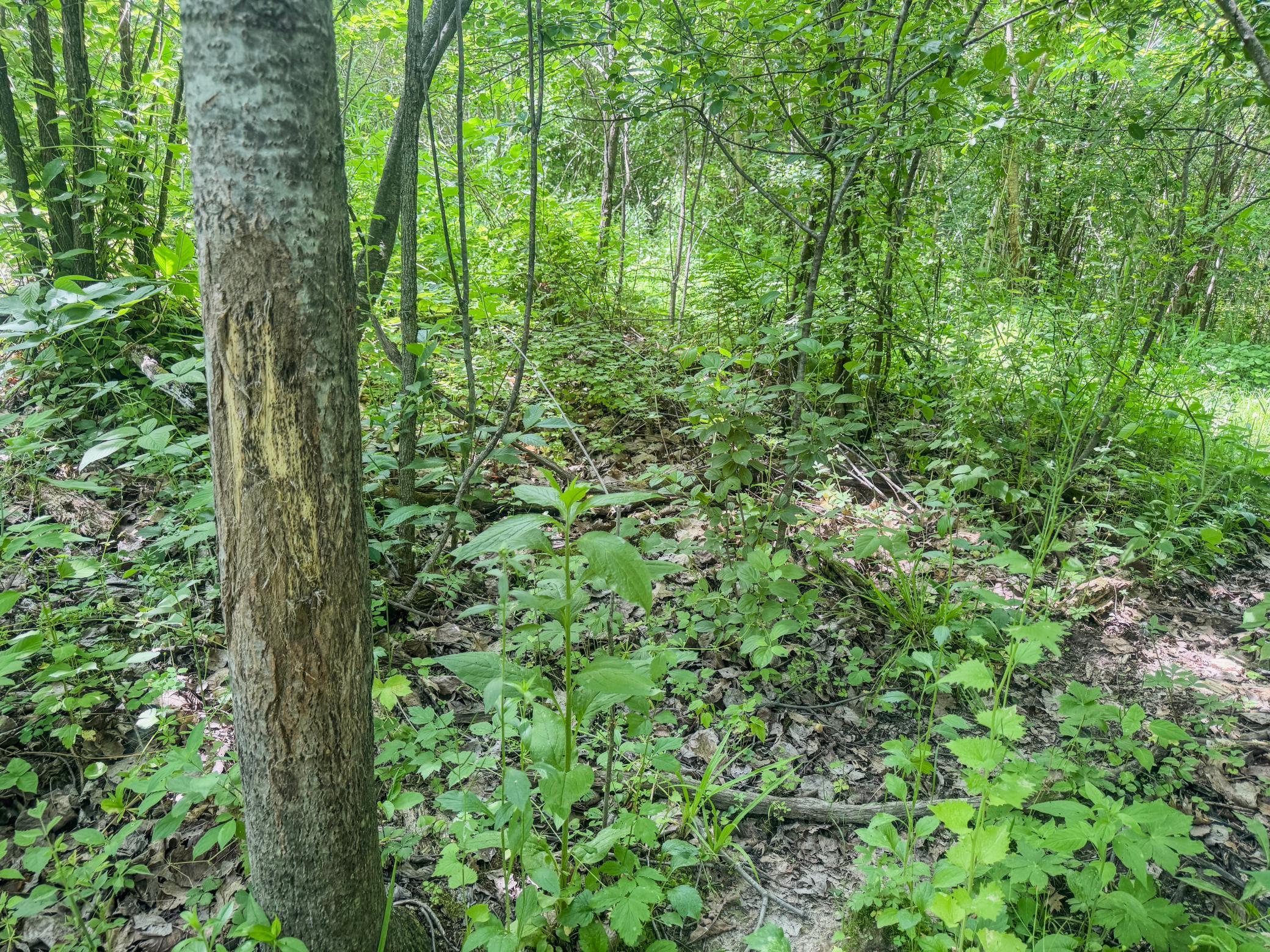 00 Dopp Property Photo 21