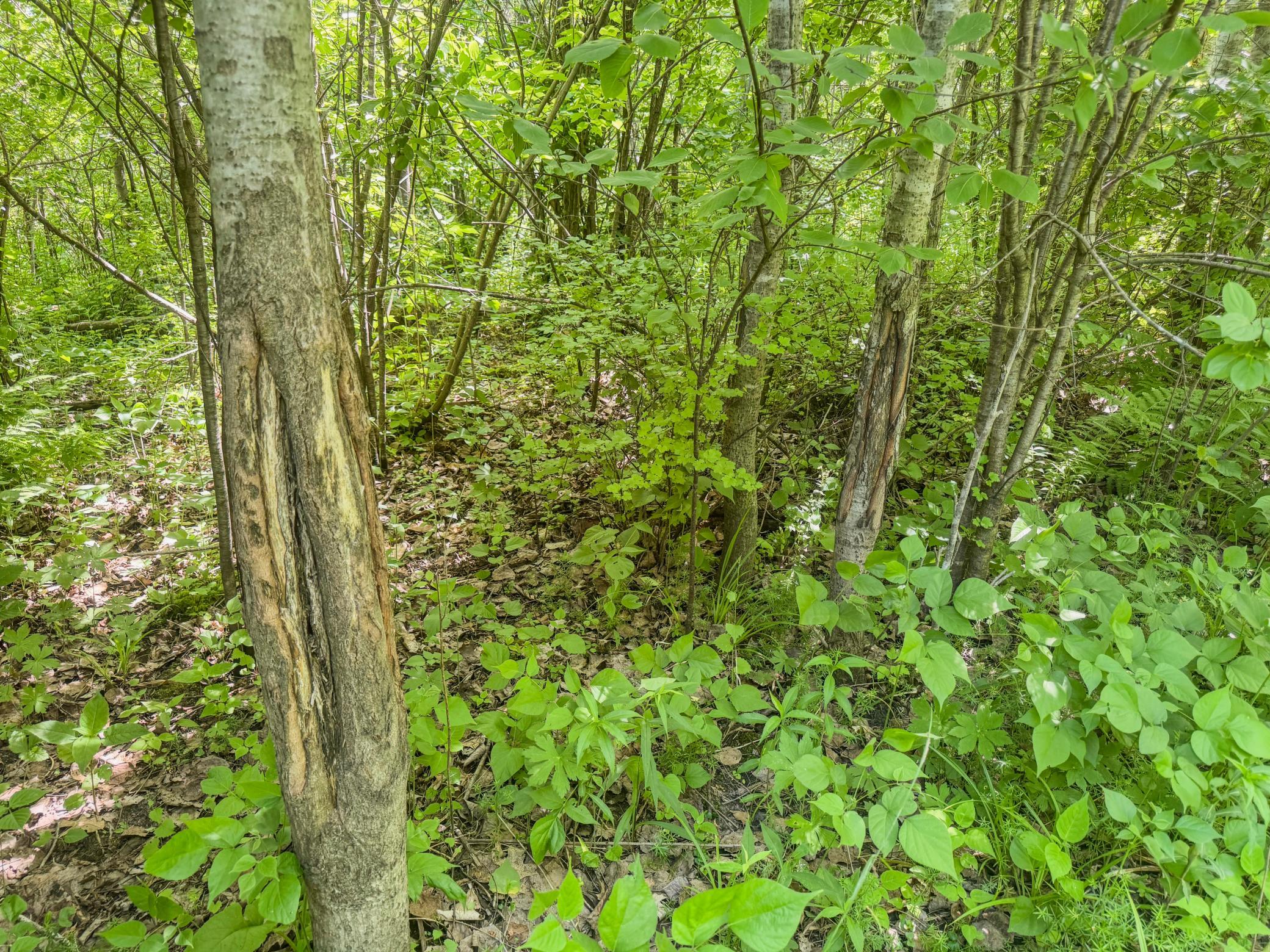 00 Dopp Property Photo 27