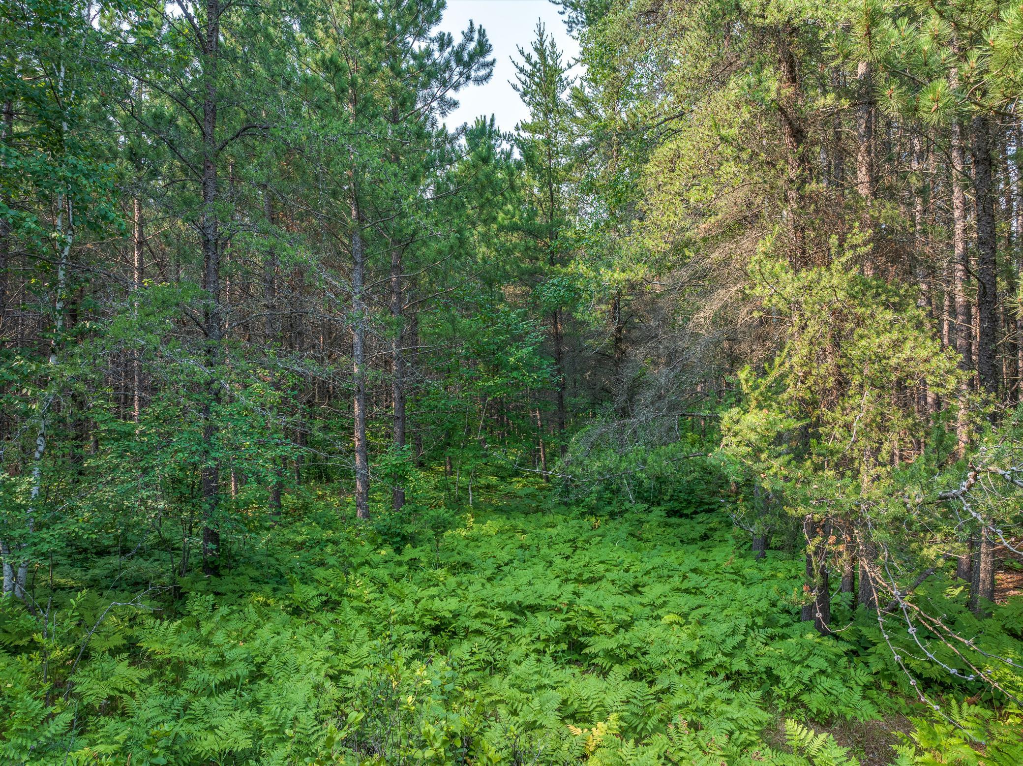 Tract A Highway 21 Property Photo 5