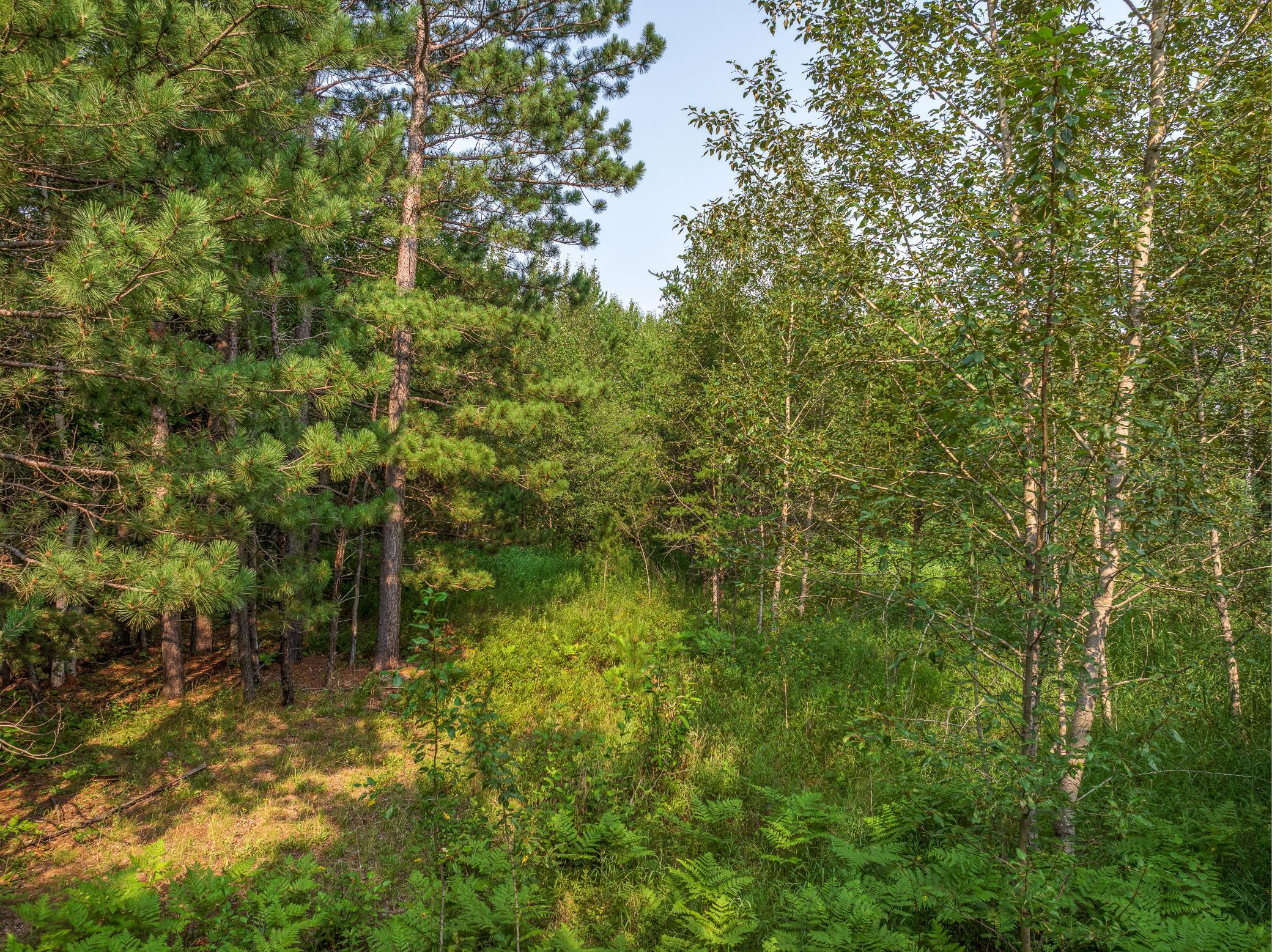 Tract A Highway 21 Property Photo 7