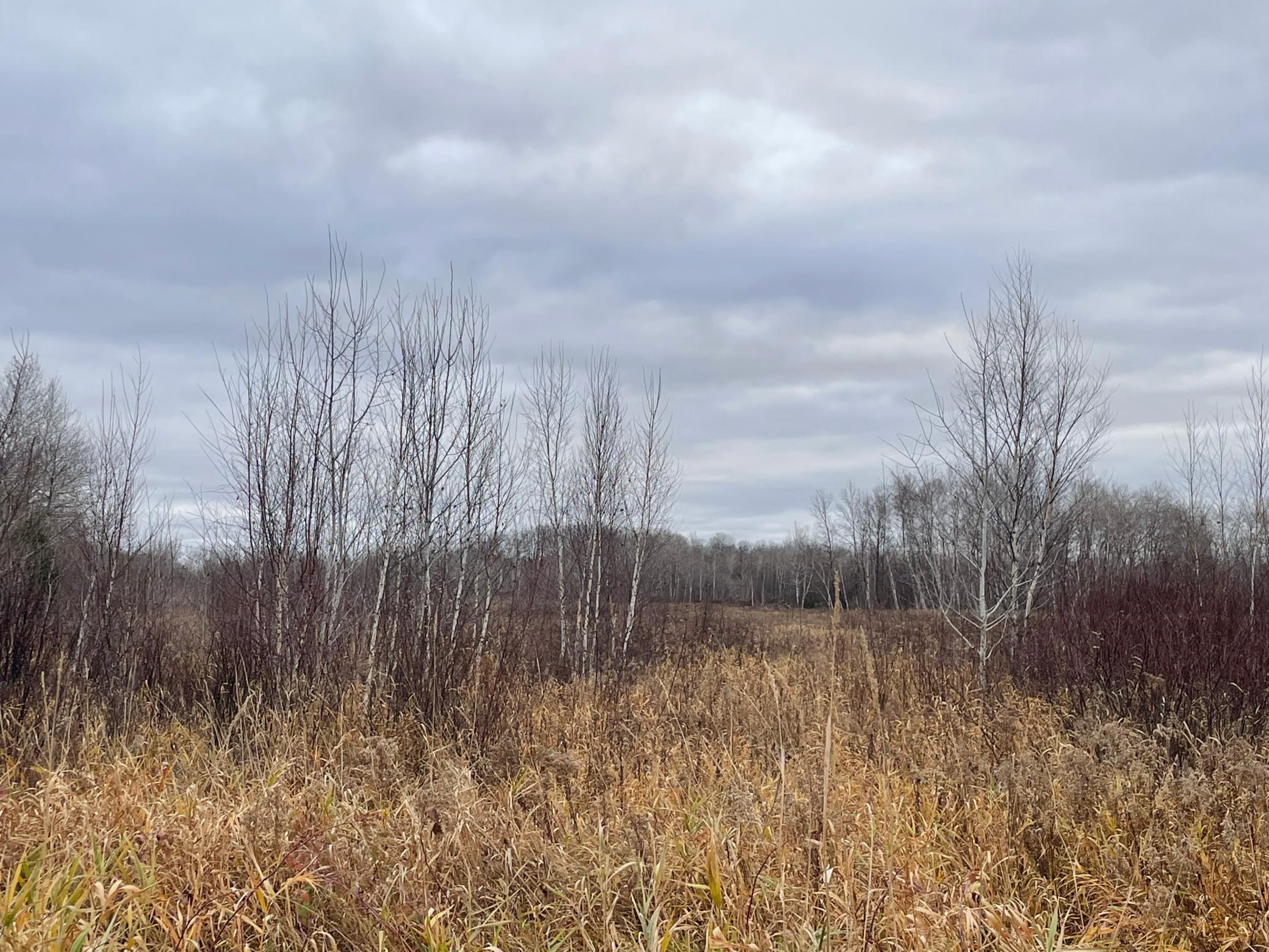 Tbd Olson Road Property Photo 18