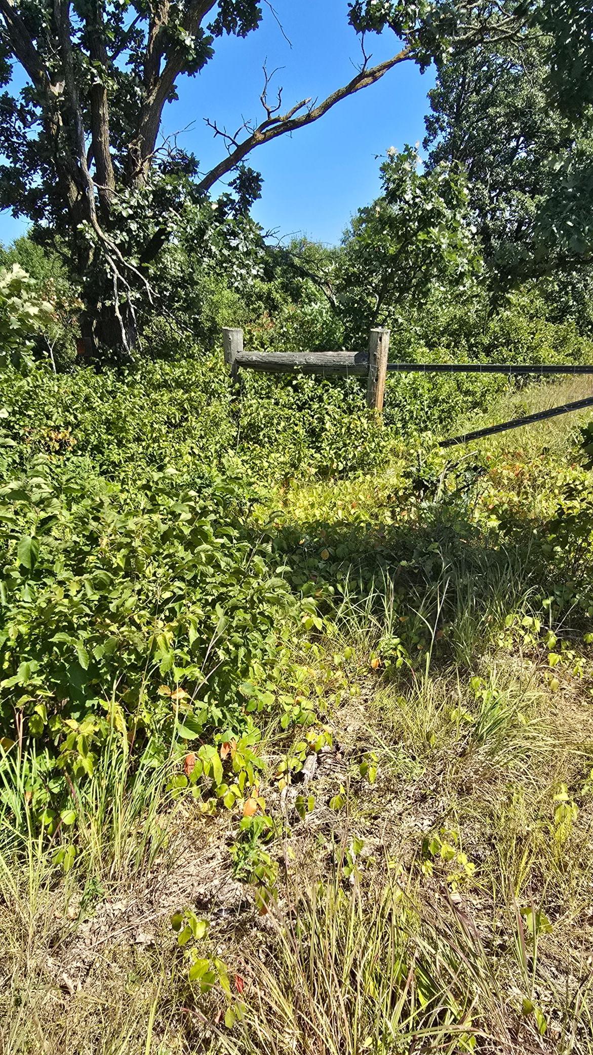 Tbd Ravenswood Road Property Photo 4
