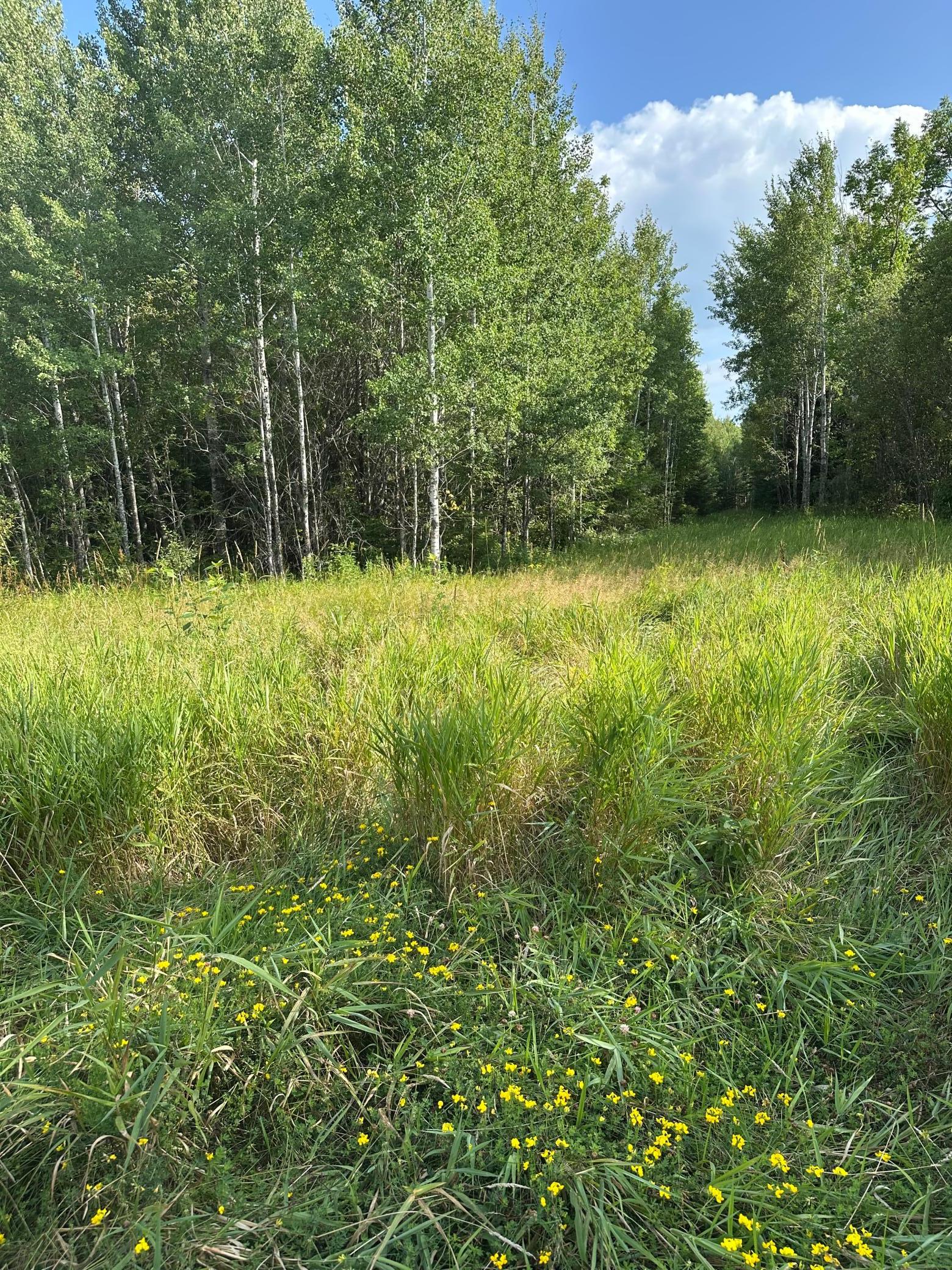 Tbd Esh Acreage Highway 53 Property Photo 13