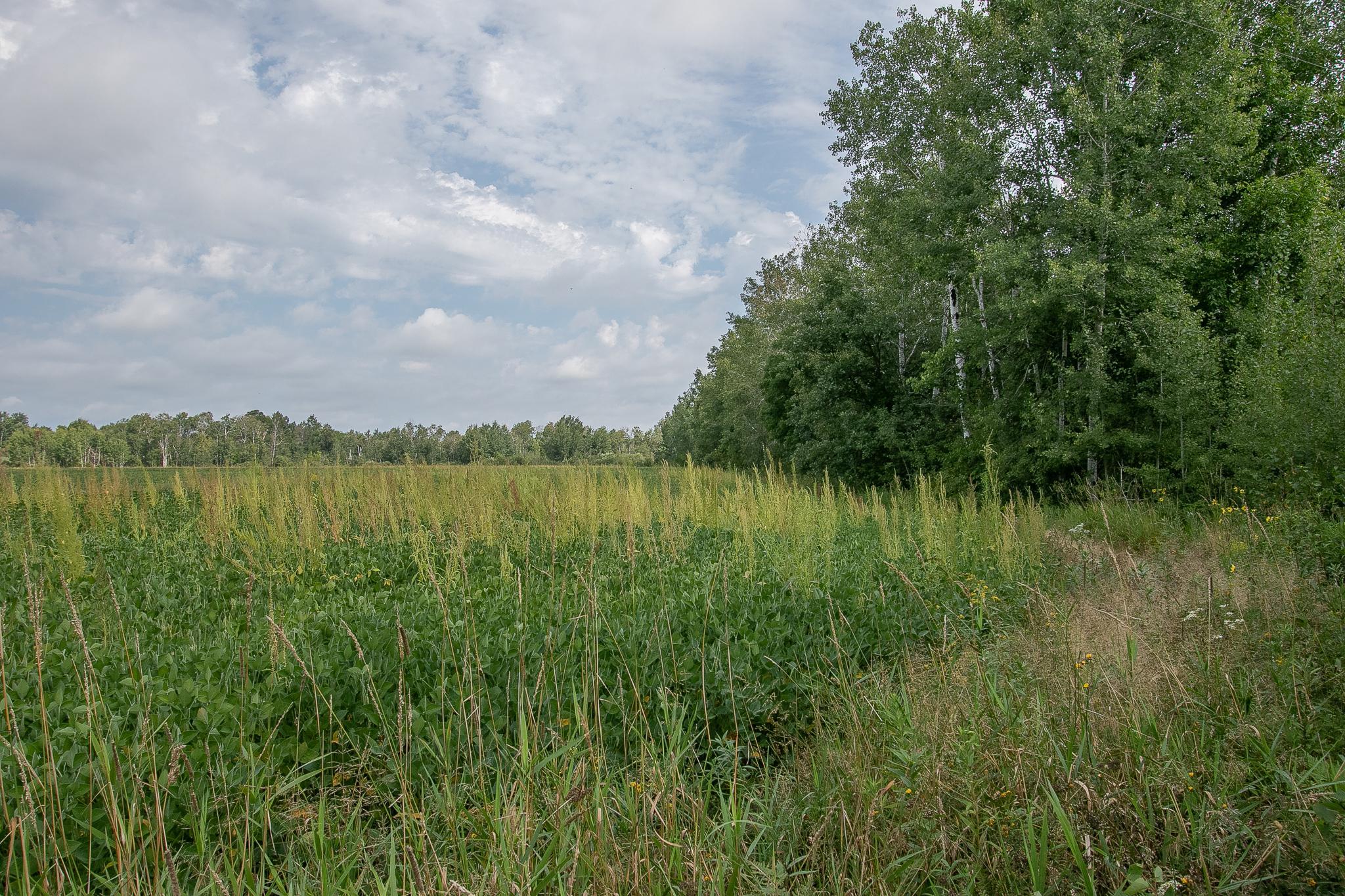Tbd County Road 11 Property Photo 2