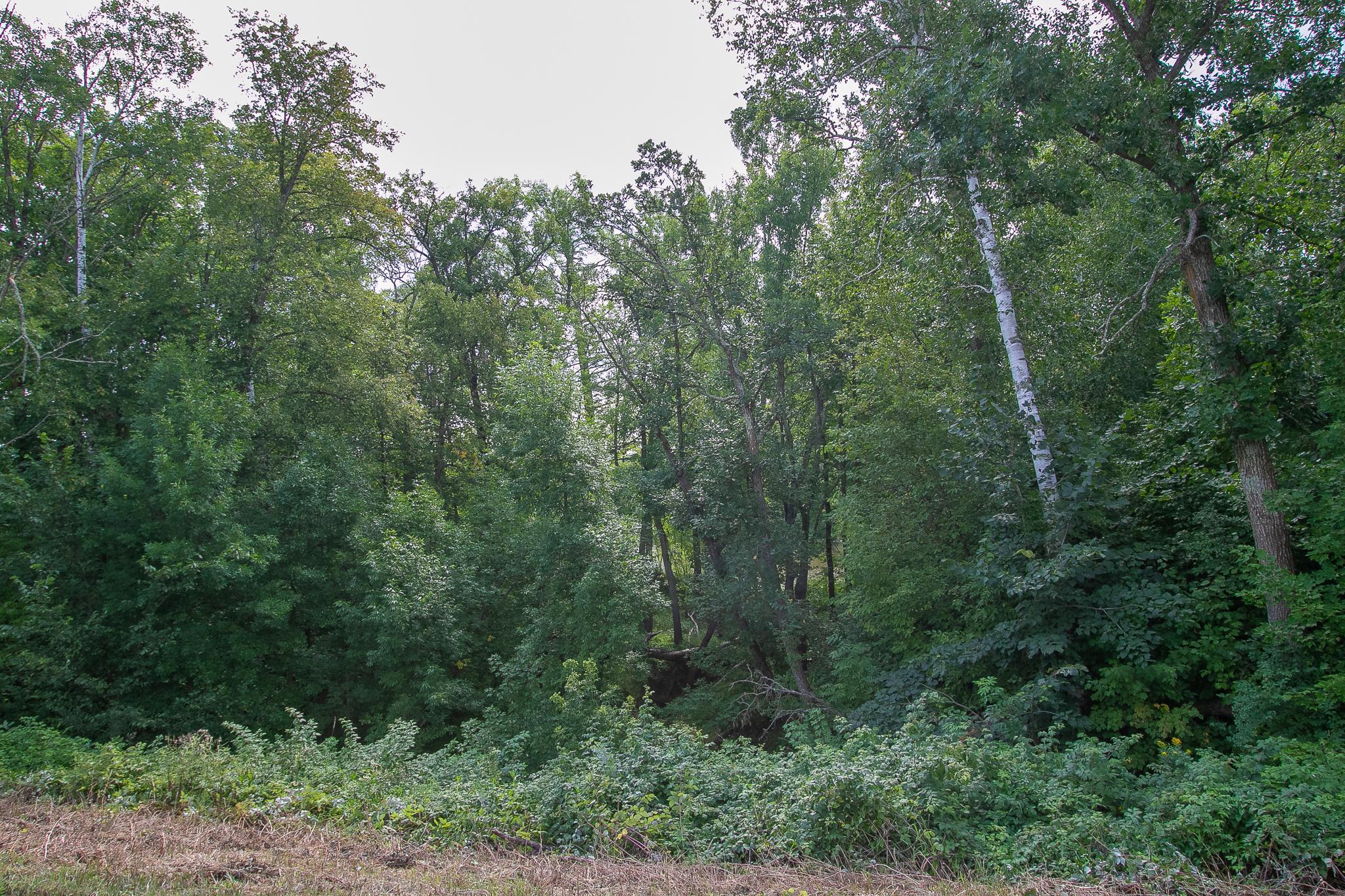Tbd County Road 11 Property Photo 4