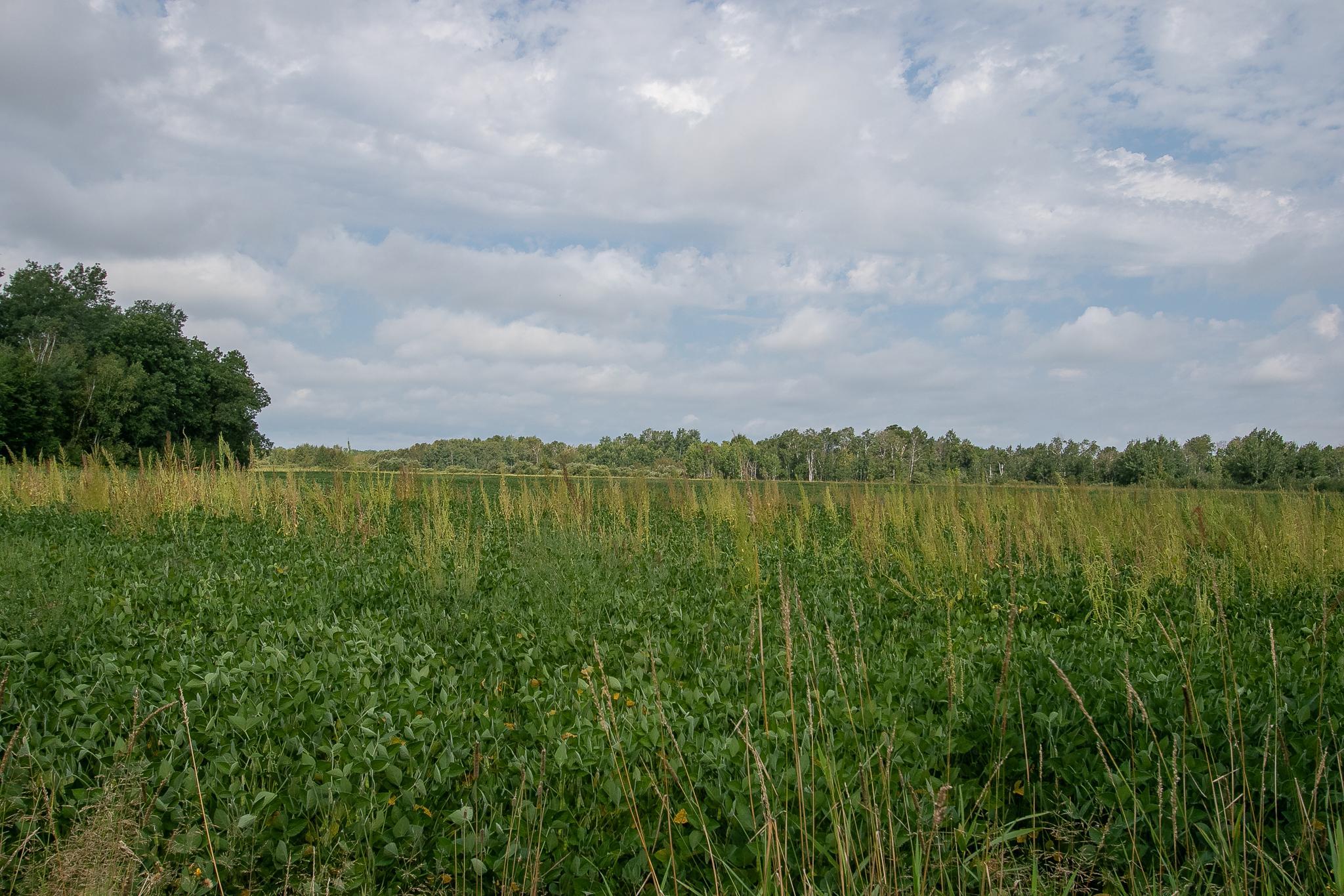 Tbd County Road 11 Property Photo 5