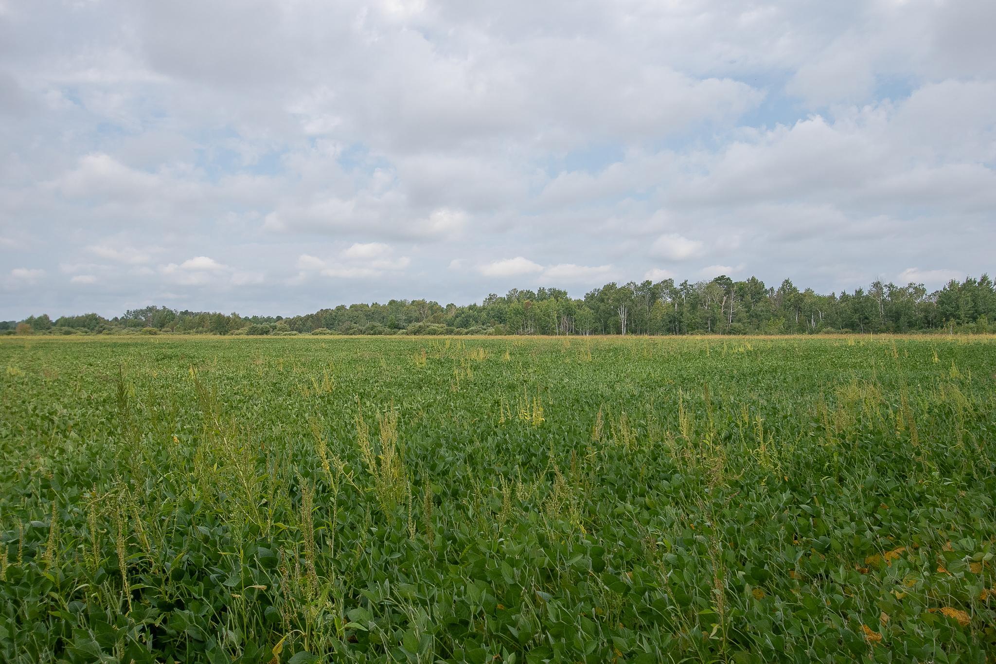 Tbd County Road 11 Property Photo 7