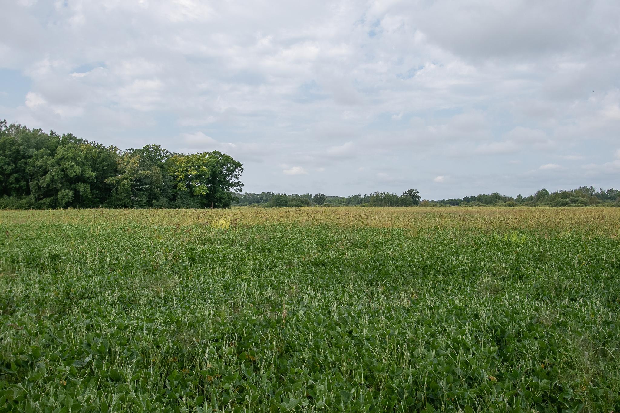 Tbd County Road 11 Property Photo 10