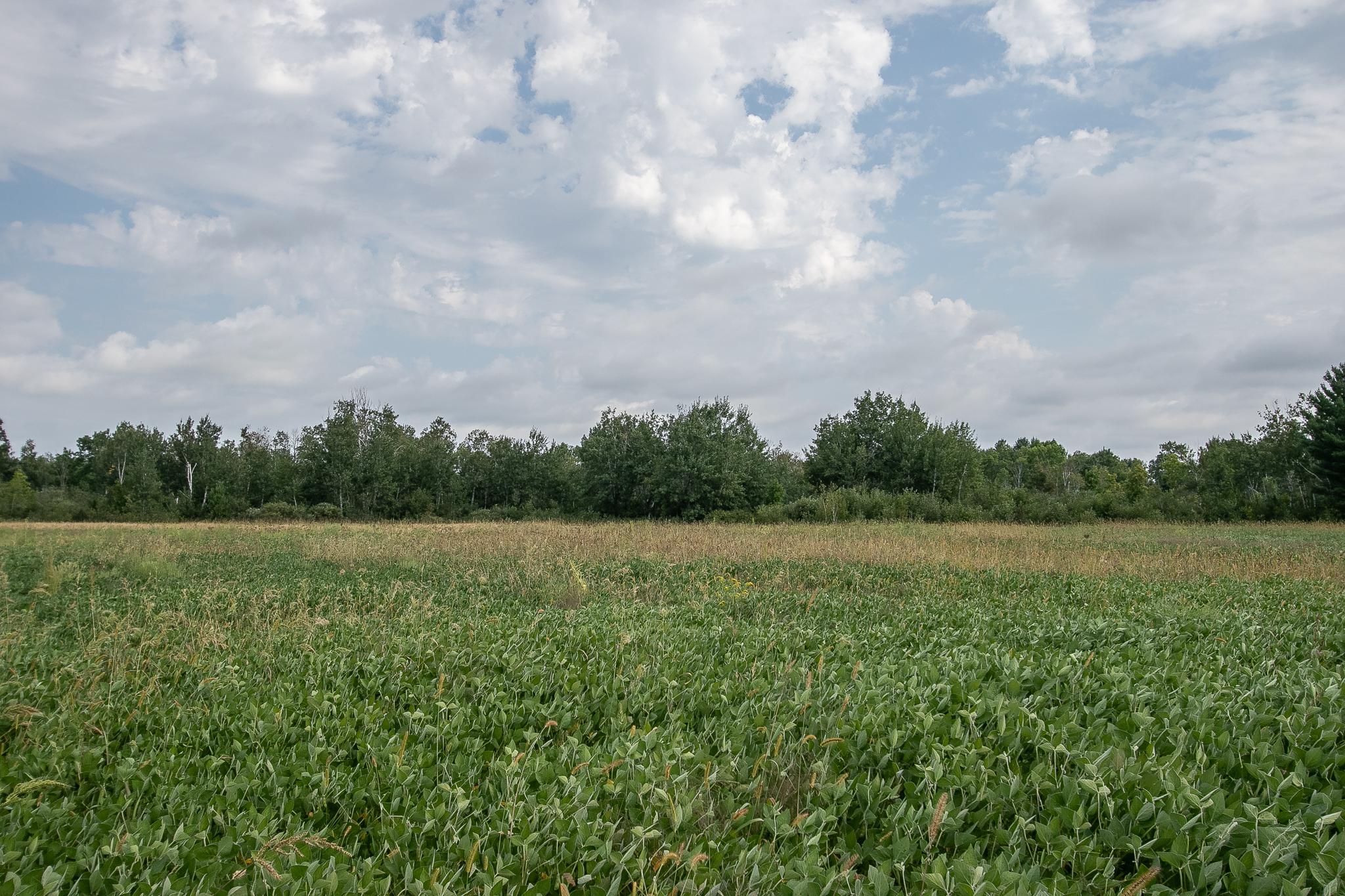 Tbd County Road 11 Property Photo 19