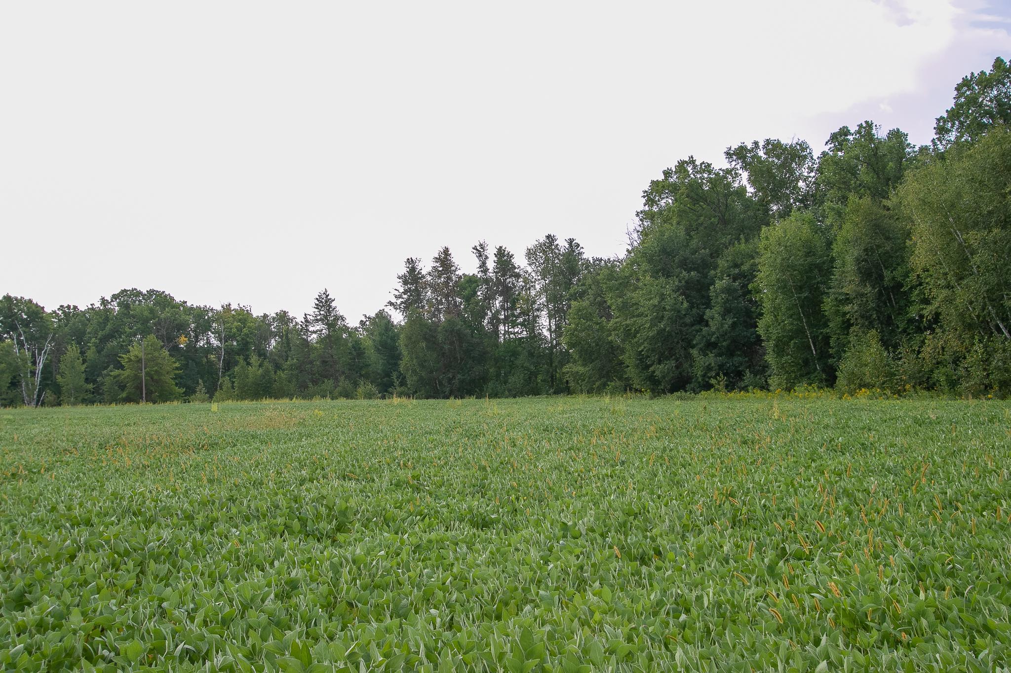 Tbd County Road 11 Property Photo 20