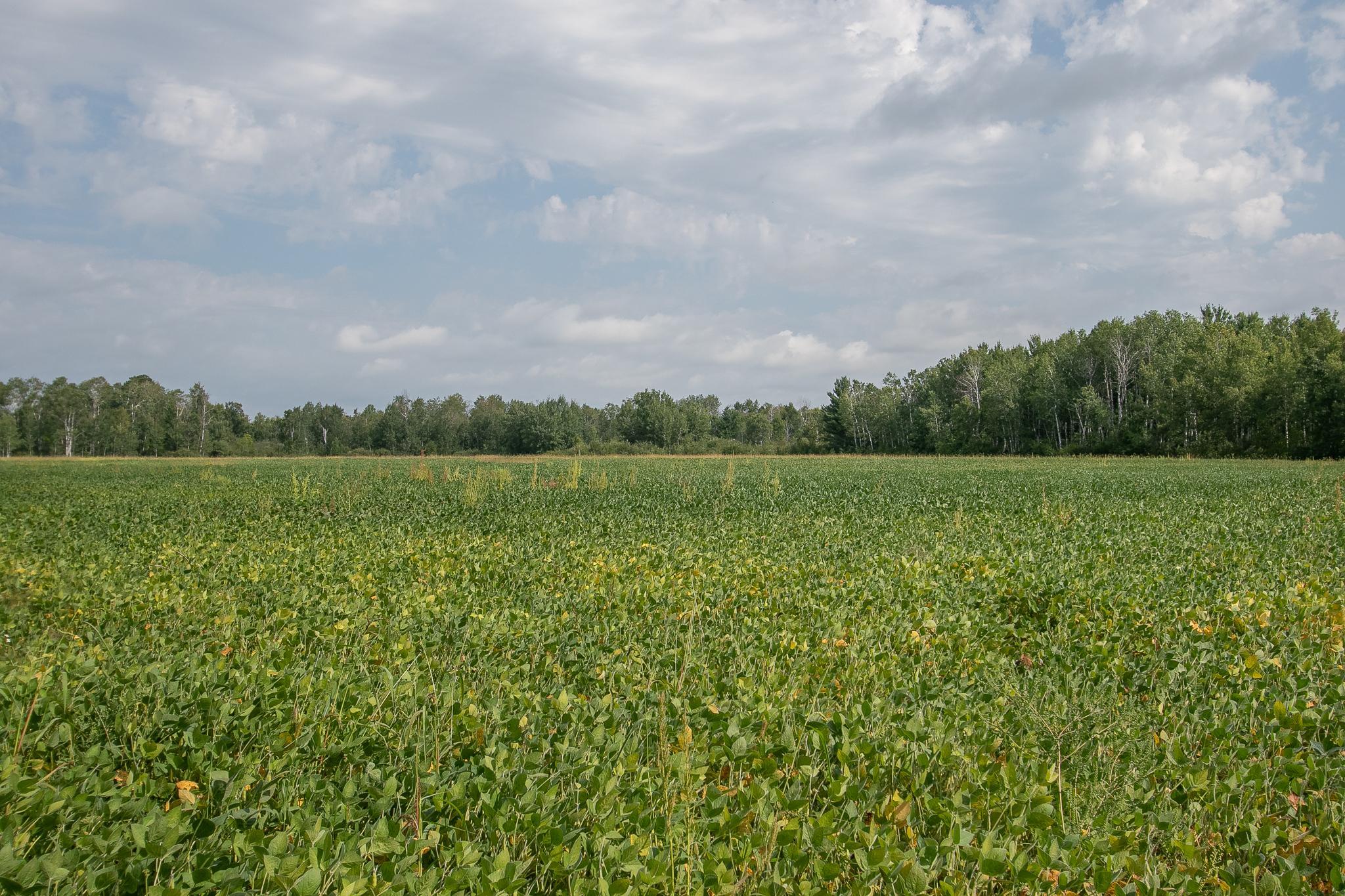 Tbd County Road 11 Property Photo 22