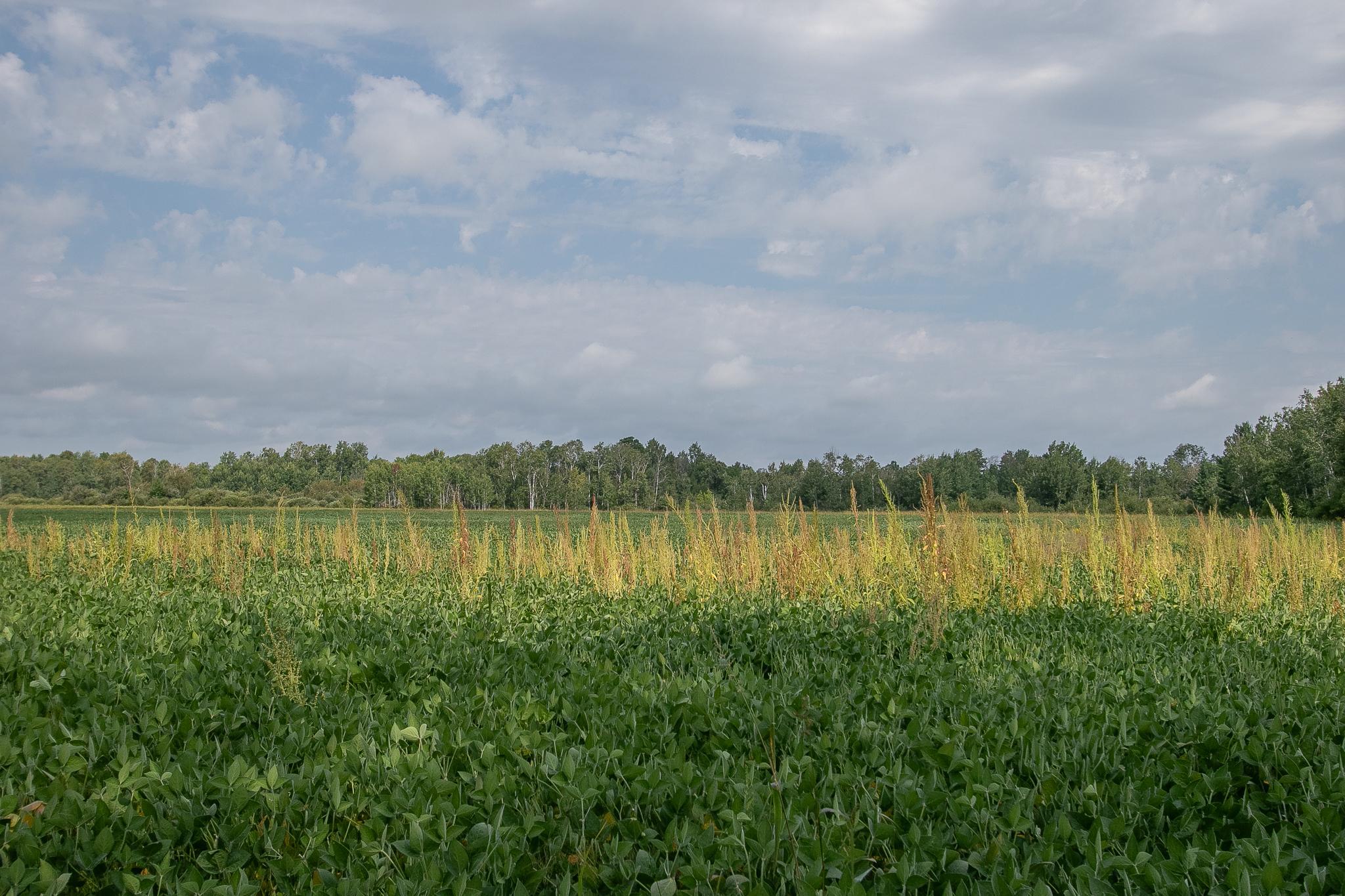 Tbd County Road 11 Property Photo 25