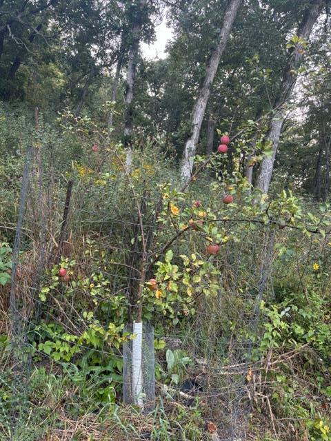 6648 Gonia Drive Property Photo 45