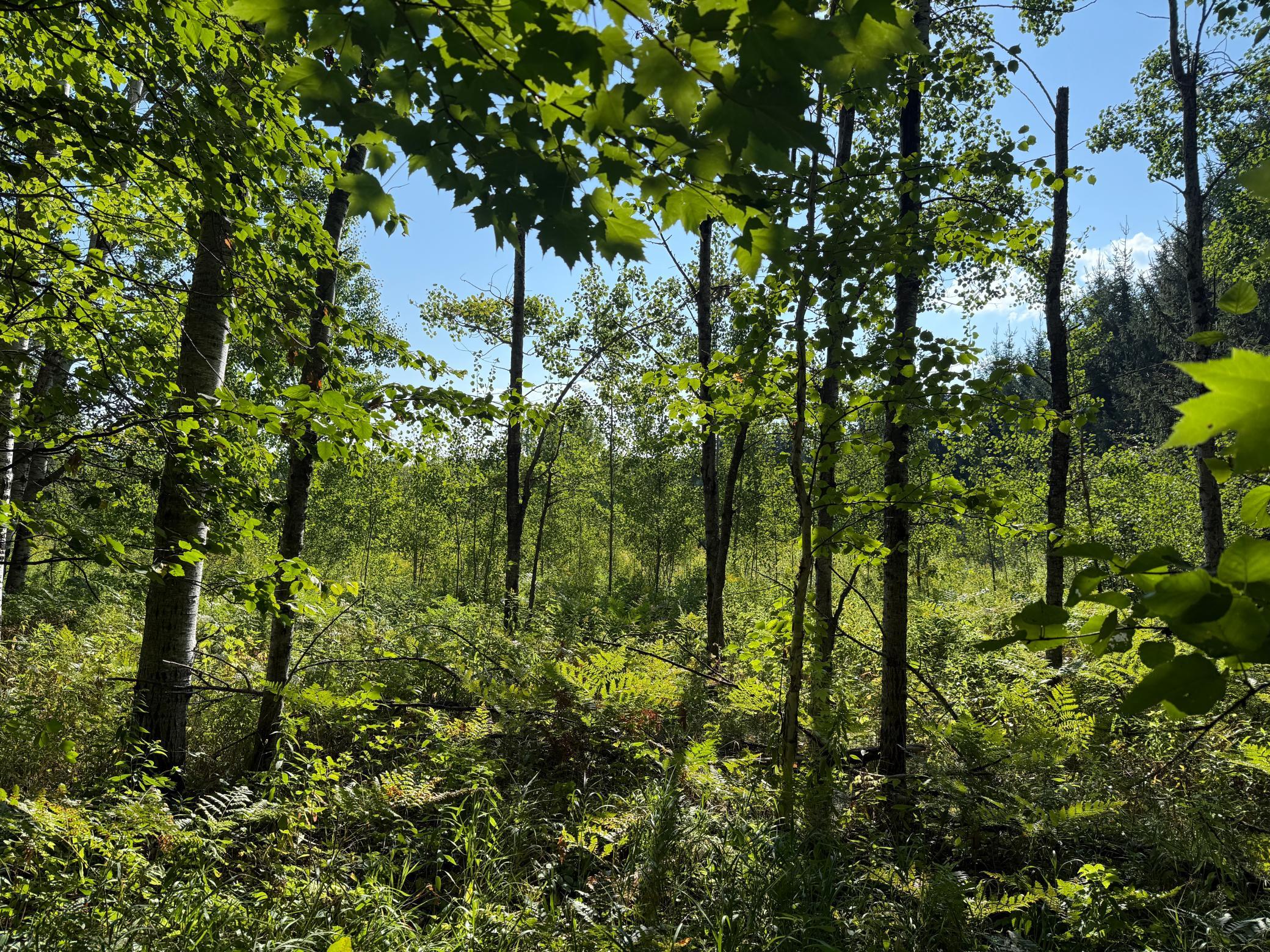 Tbd Hwy 2 Property Photo 33