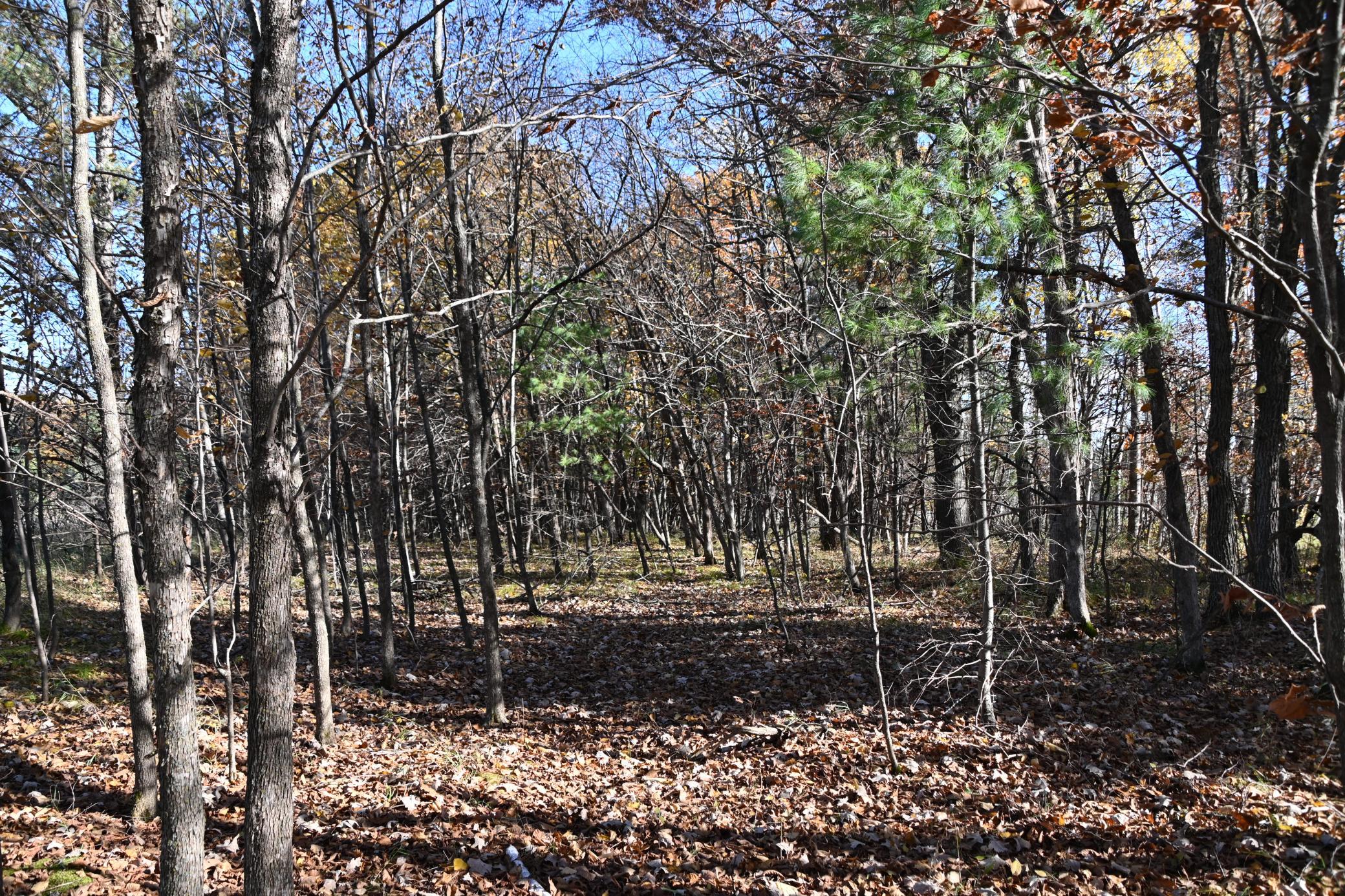 Tbd Pacer Loop Property Photo 6