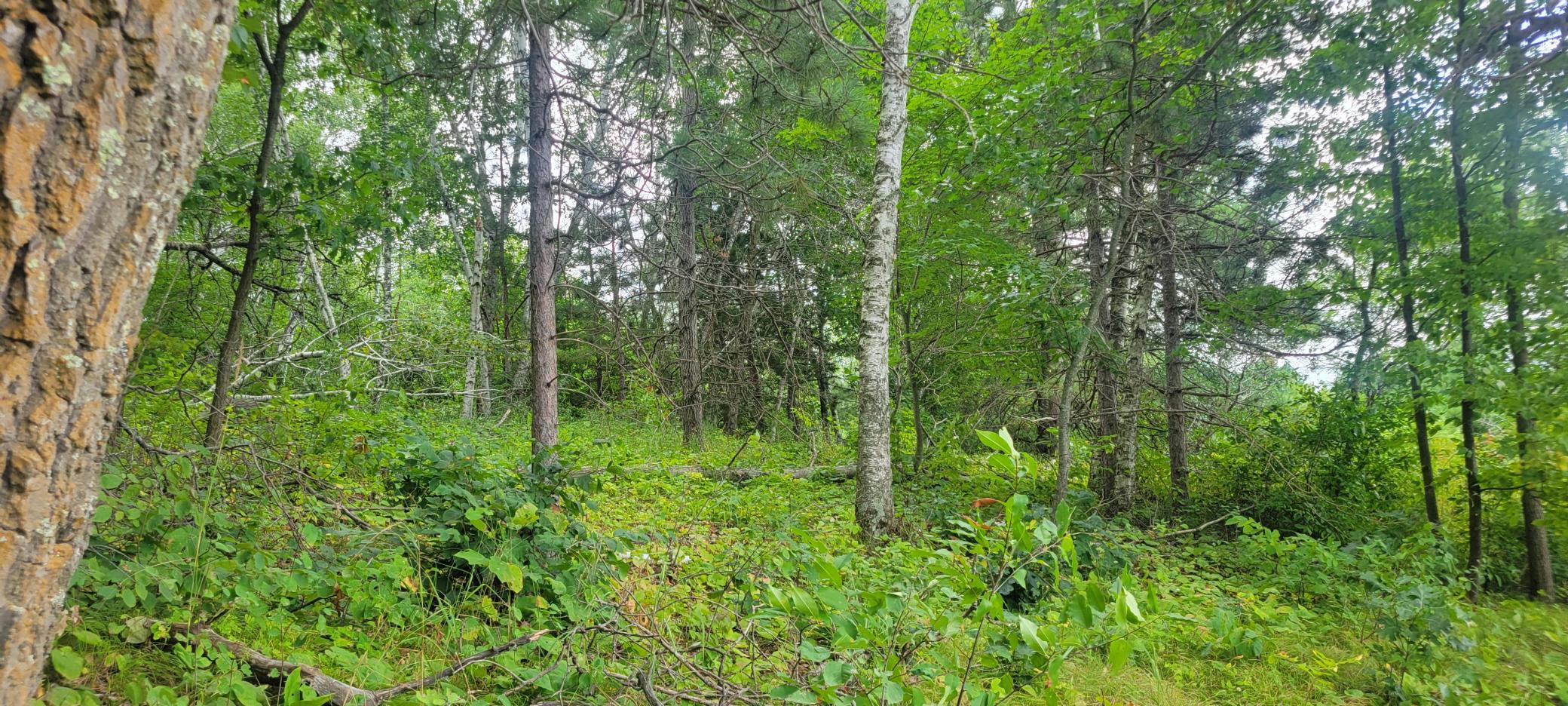 Tbd Cedar Road Property Photo 5
