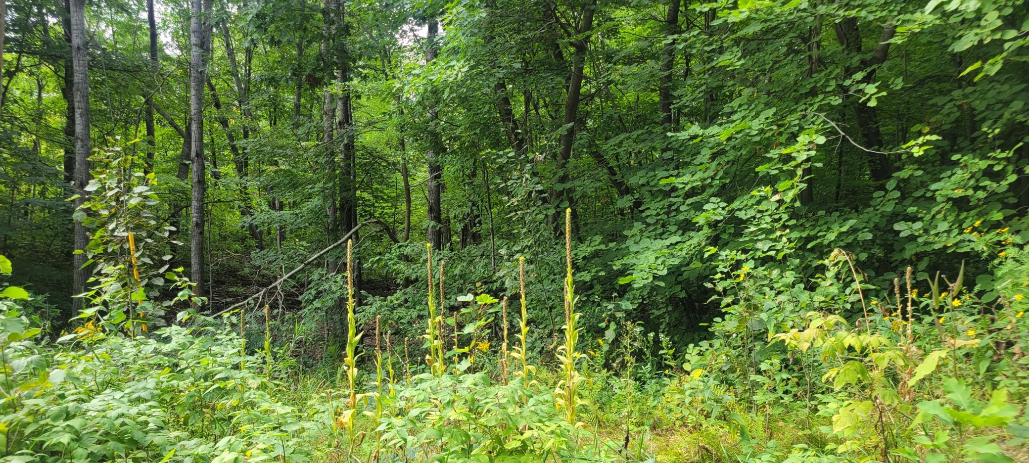 Tbd Cedar Road Property Photo 9