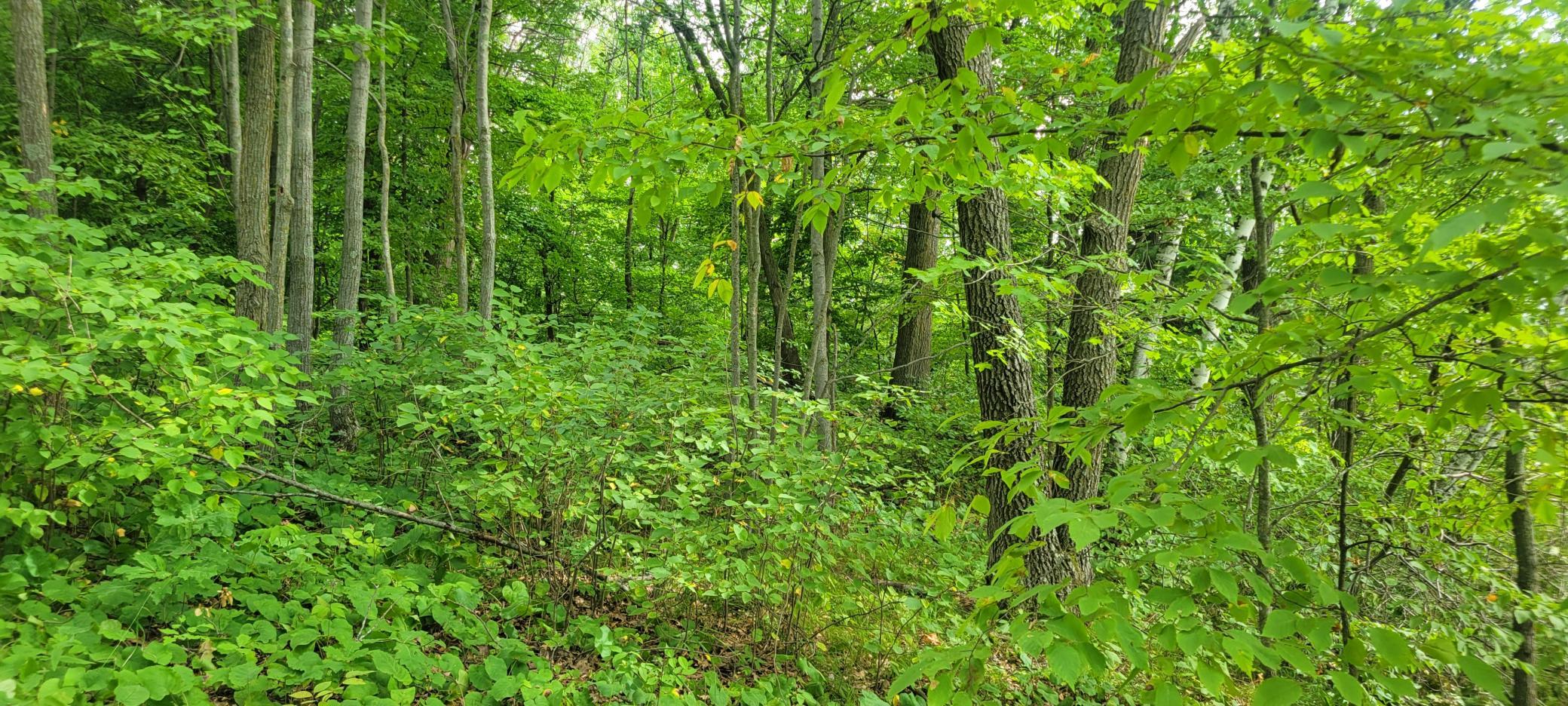 Tbd Cedar Road Property Photo 11