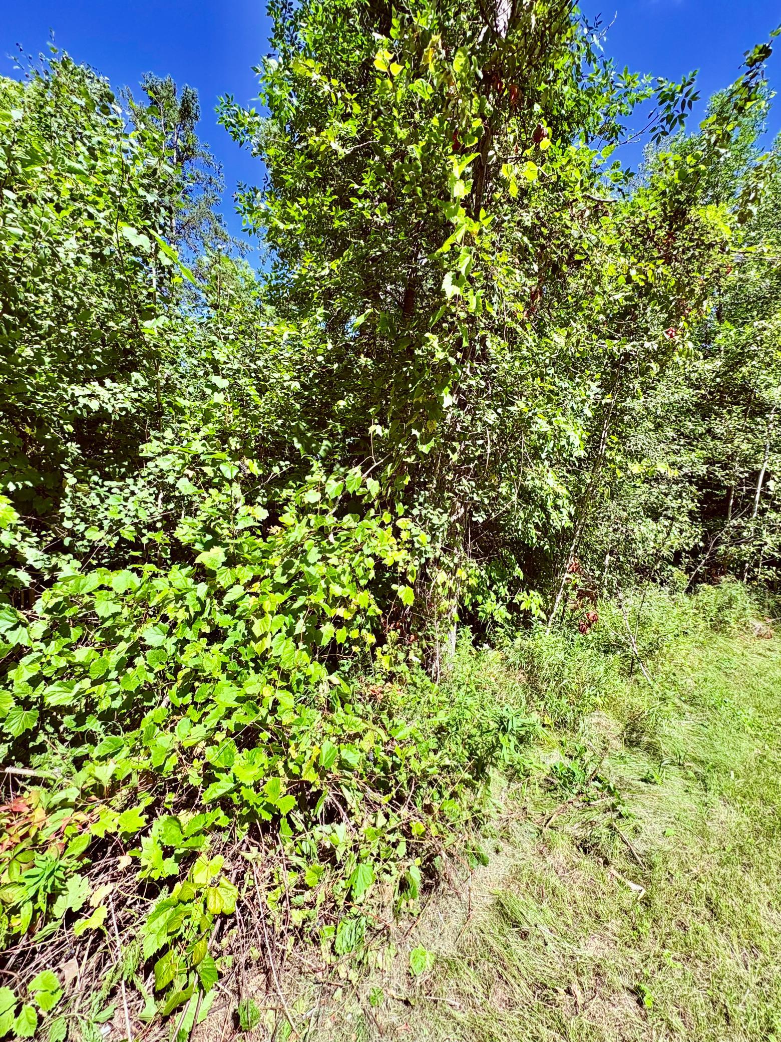 Tbd State Highway 11 Property Photo 17