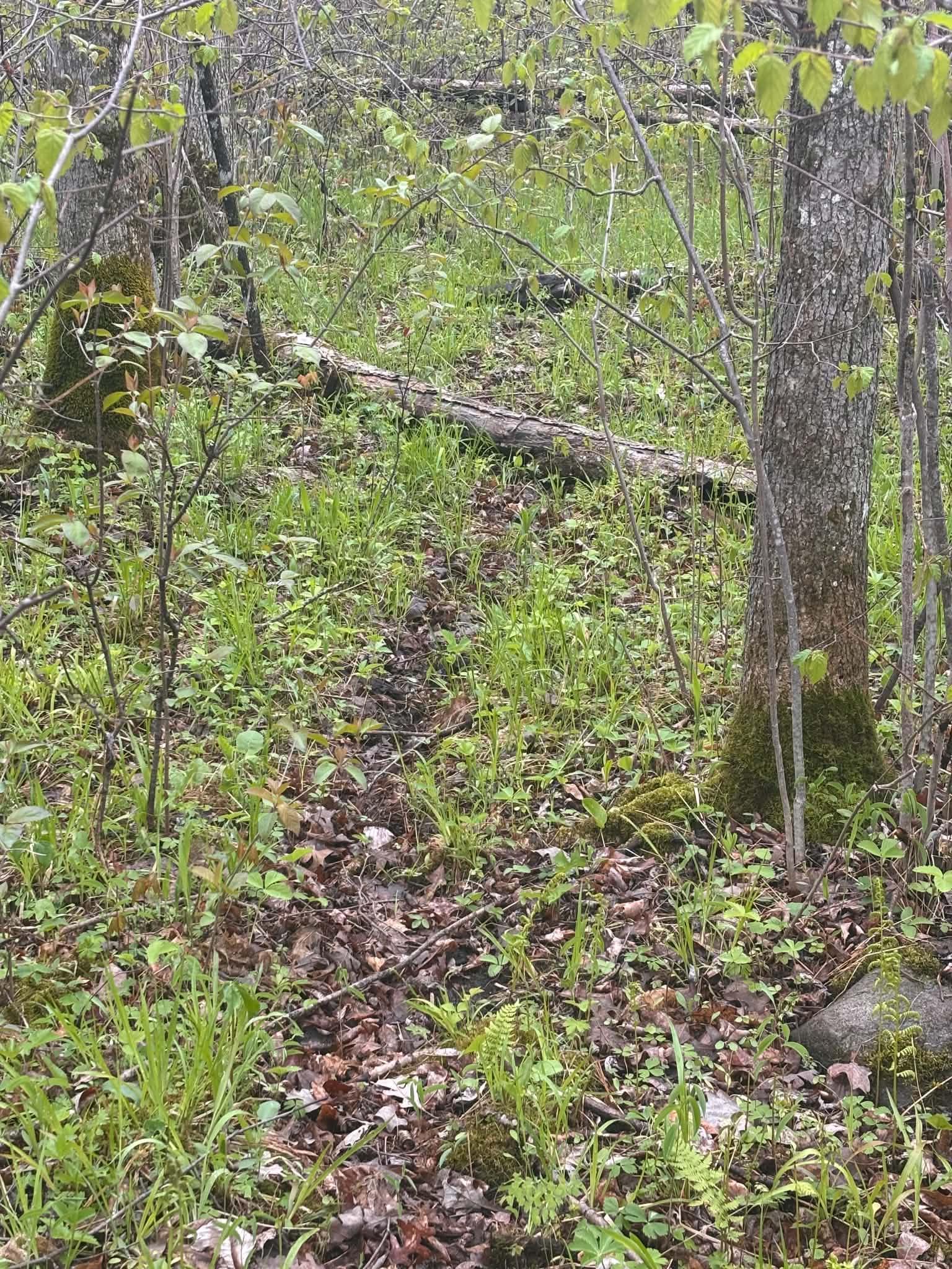 Tbd Salo Rd Property Photo 30